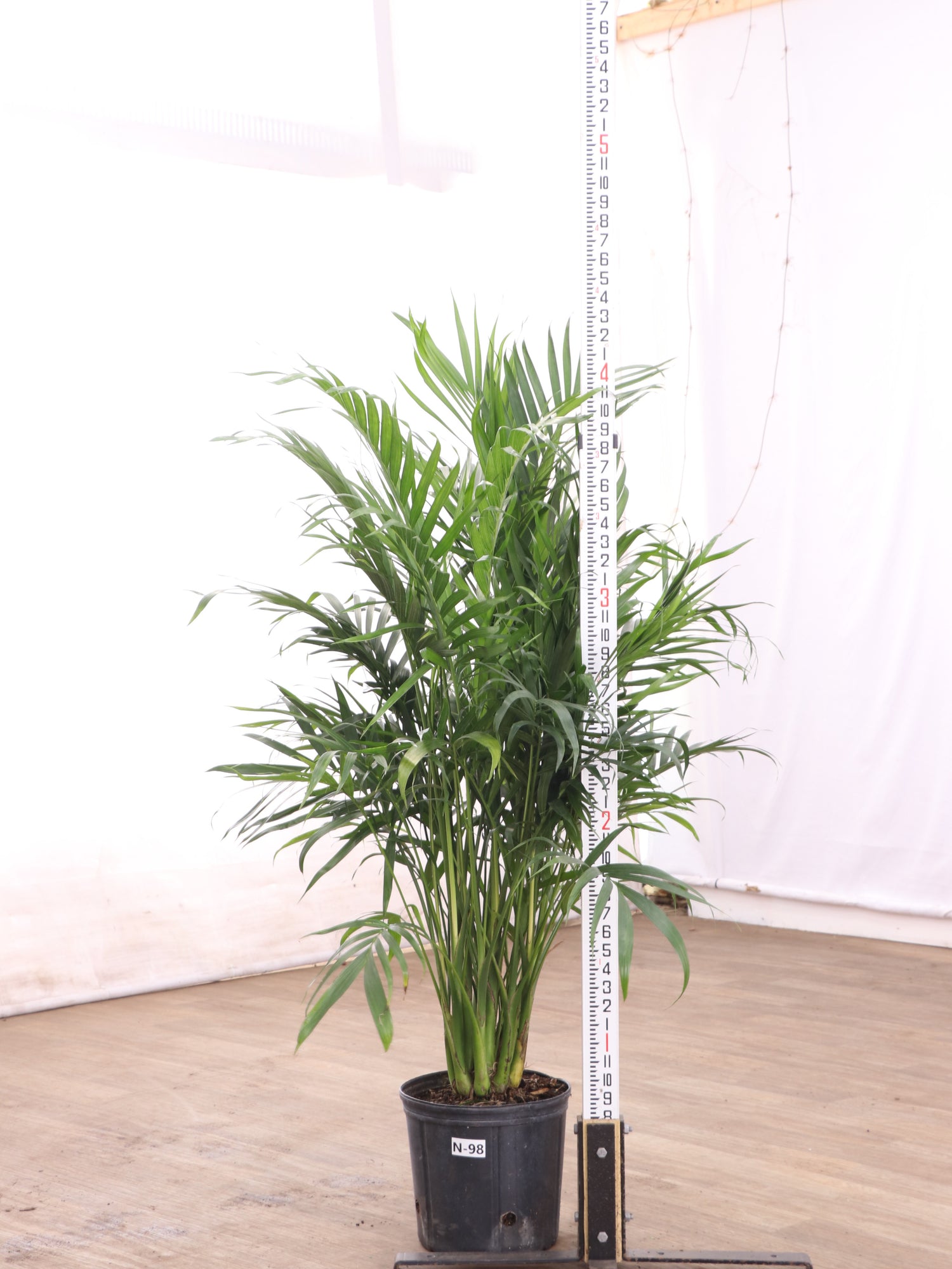 cat palm vs bamboo palm Large Cat Palm