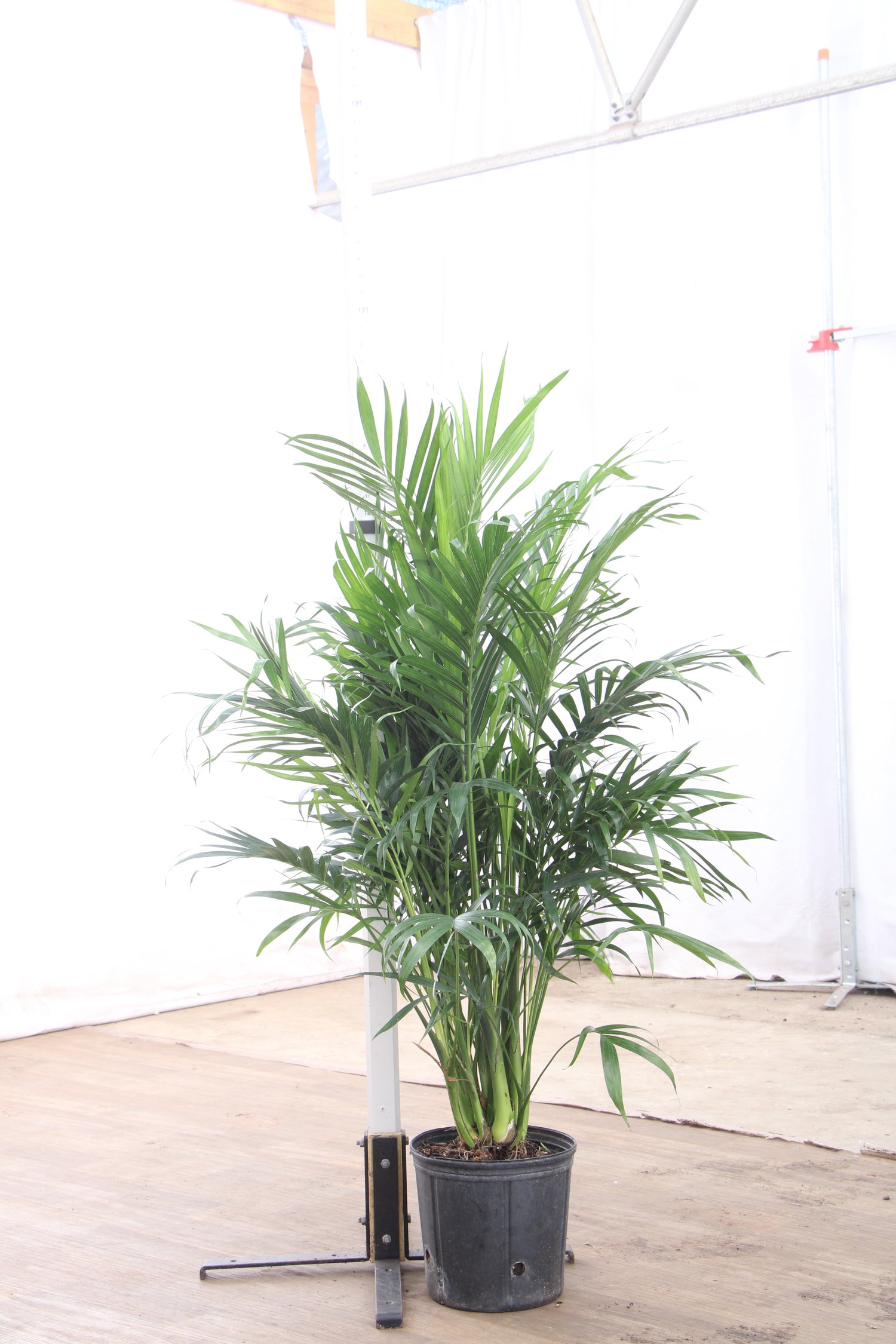 cat palm humidity Large Cat Palm