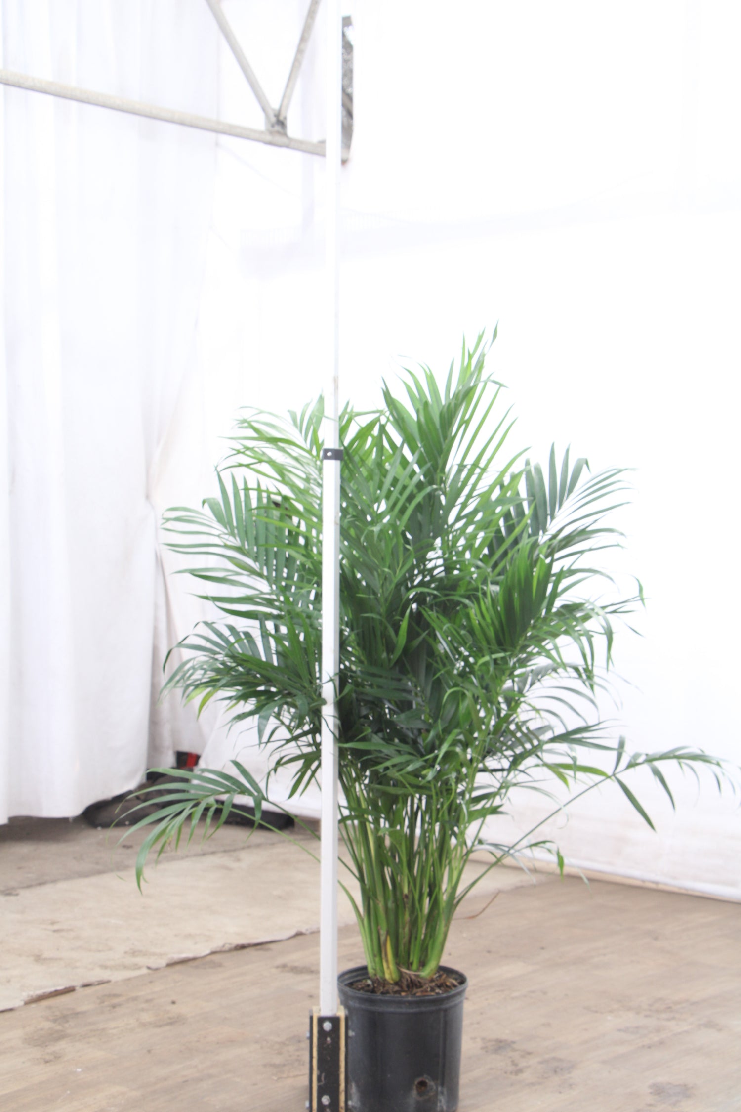 cat palms for sale near me Buy Large Cat Palm Online | Indoor Palm