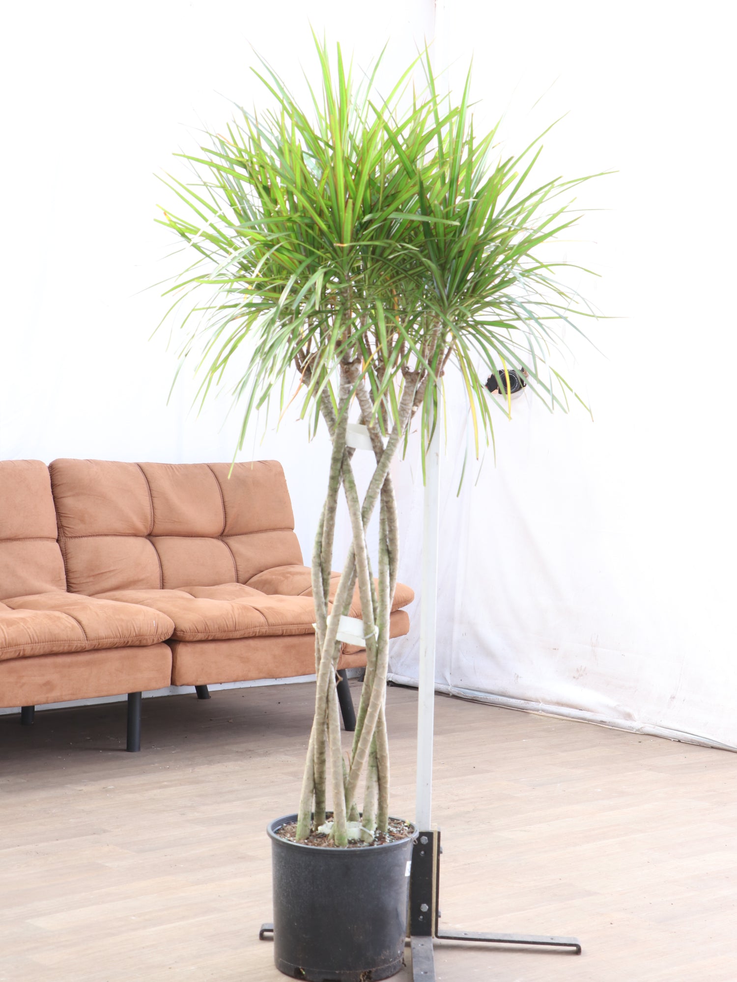 dracaena braid Large Dracaena Marginata (Braided)