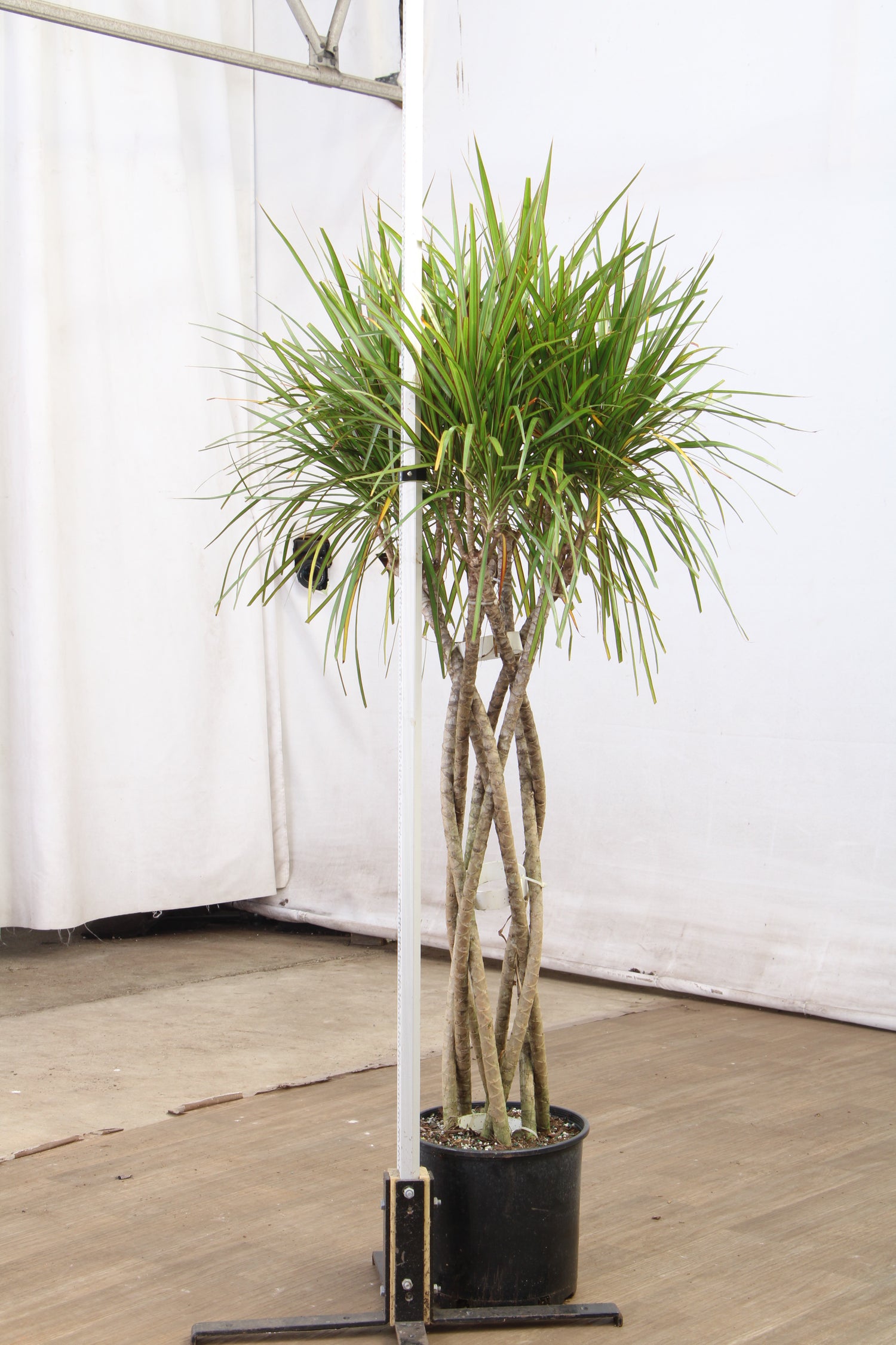 bloomscape dracaena Large Dracaena Marginata (Braided)