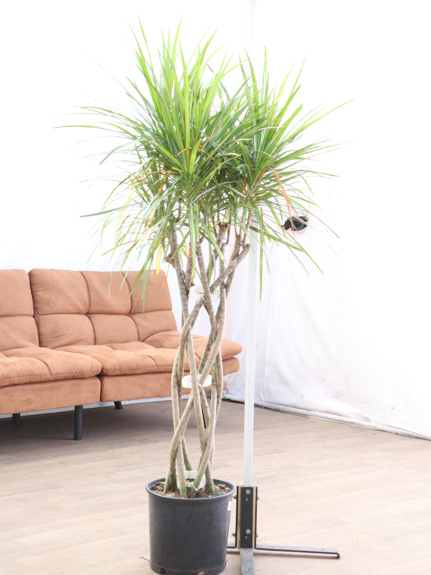 dracaena marginata braid care Large Dracaena Marginata (Braided)