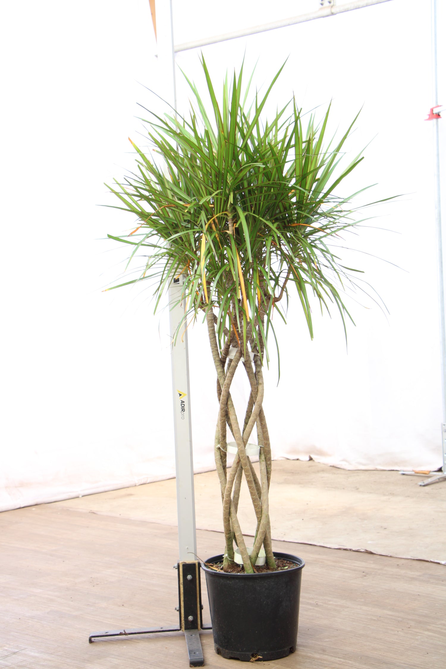 dracaena marginata braided Large Dracaena Marginata (Braided)
