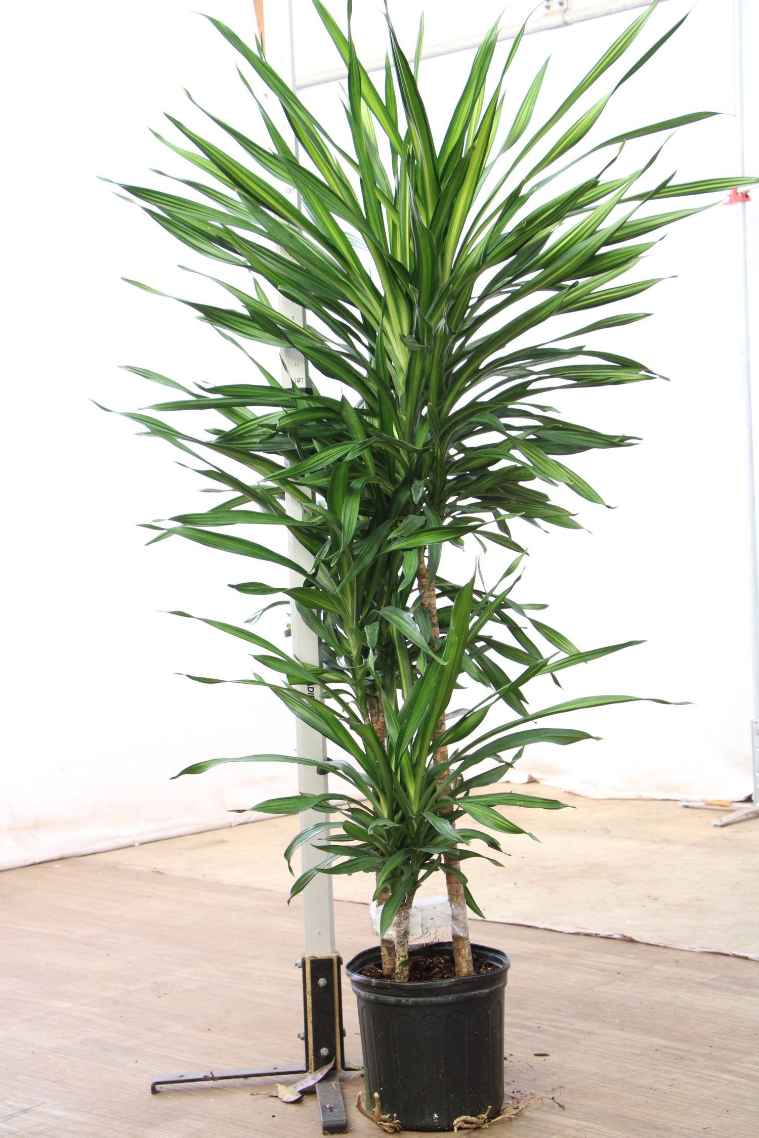 buy dracaena fragrans Large Dracaena Fragrans ‘Rikki’