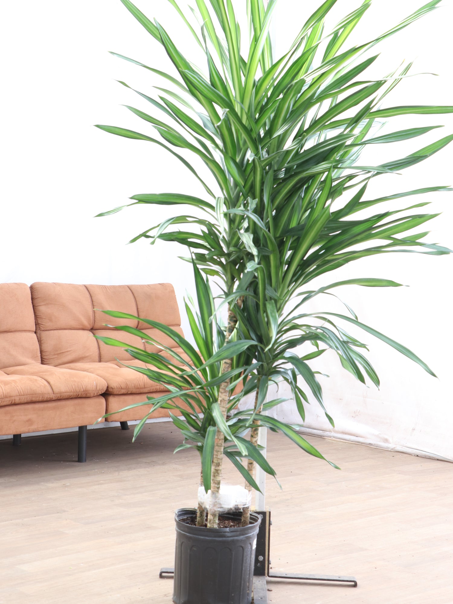 Large Dracaena Fragrans ‘Rikki’