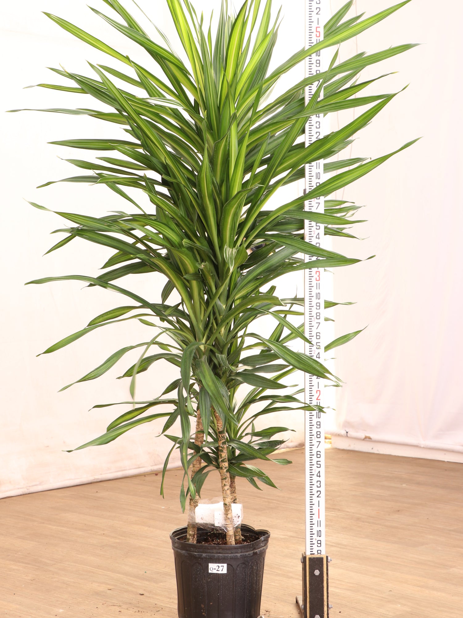 3-5 FT Dracaena Fragrans 'Rikki' – Dahing Plants