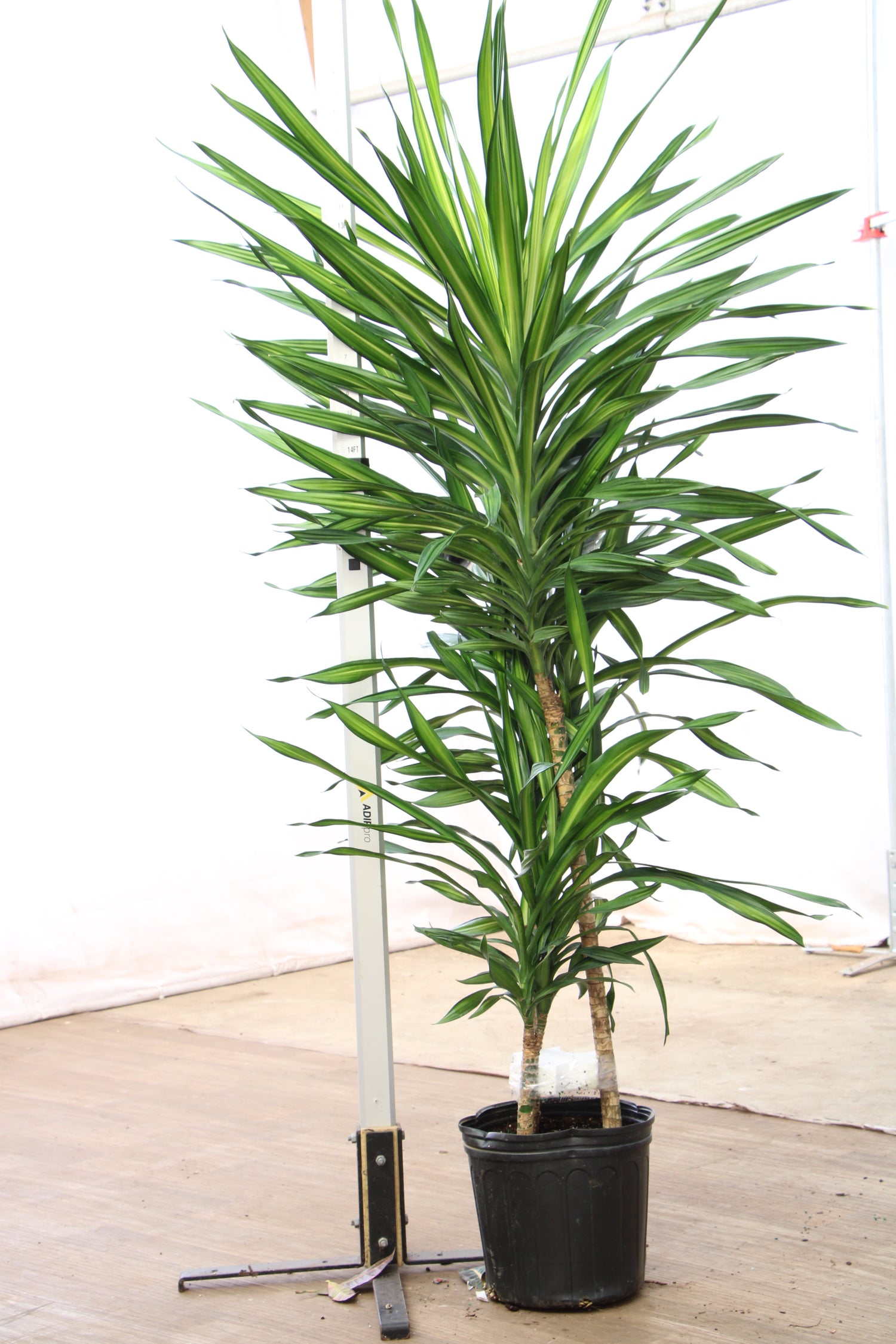dracaena suffruticosa Buy Dracaena Fragrans 'Rikki' Online | Large Indoor Plant