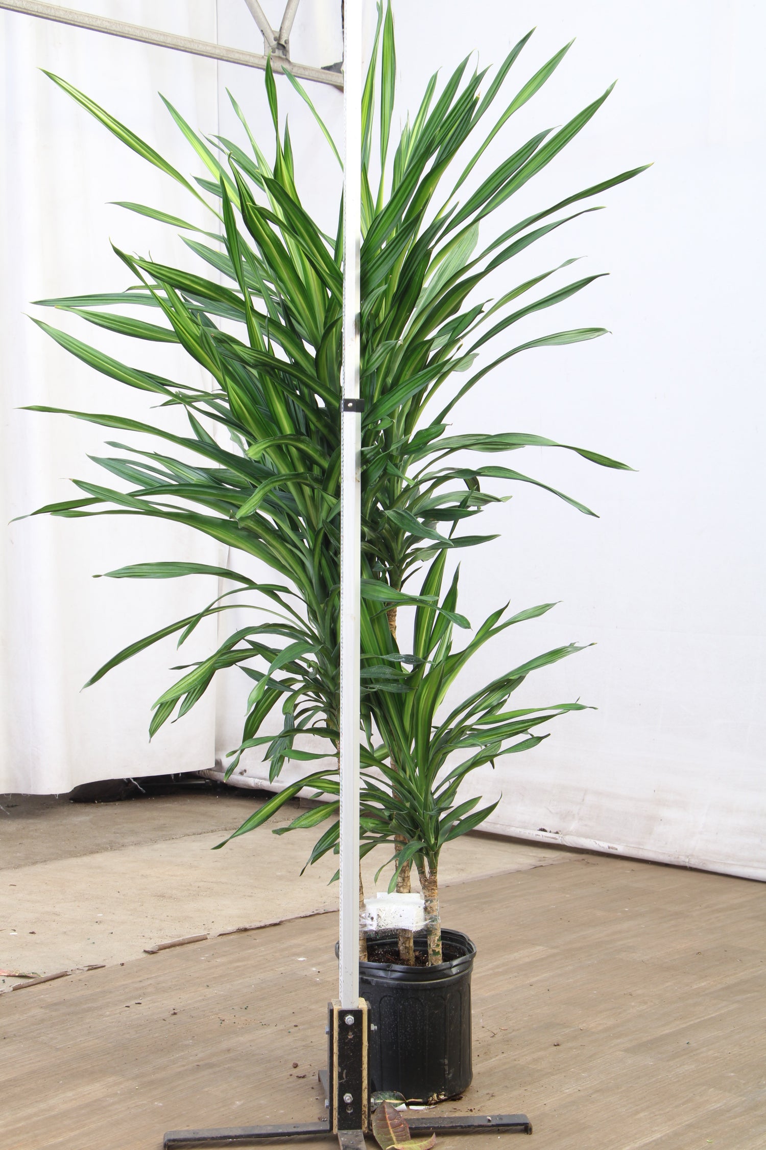 dracaena frag plant Buy Dracaena Fragrans 'Rikki' Online | Large Indoor Plant