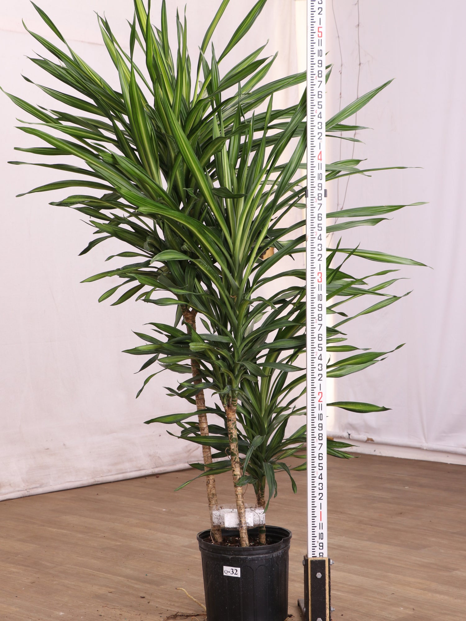 dracaena fragrans plant Buy Dracaena Fragrans 'Rikki' Online | Large Indoor Plant