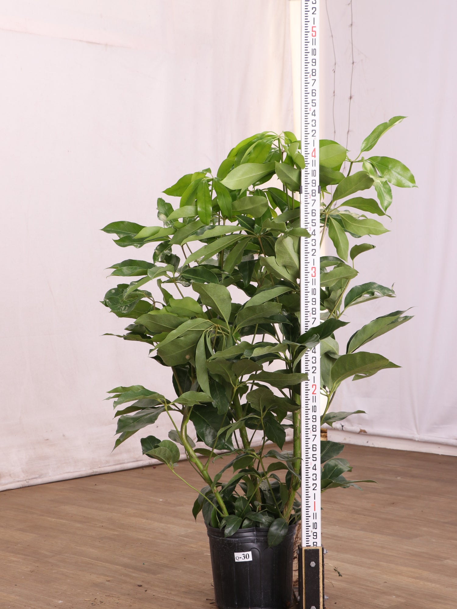 schefflera amate house plant 3-5 FT Schefflera Amate | NYC, NJ, CT, Boston, Providence, Washington DC, Baltimore, Philadelphia, Princeton, Long Island, and Upstate NY Delivery