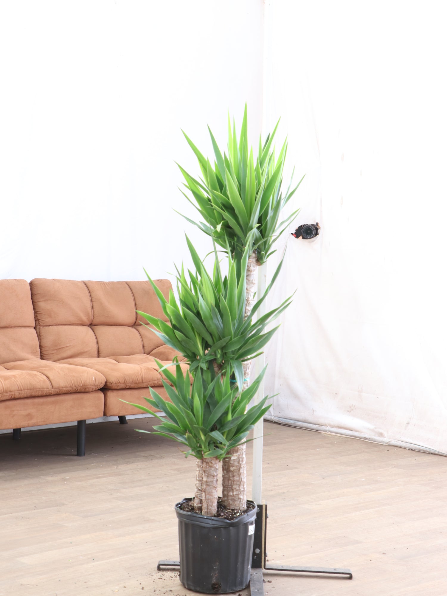yucca plant indoor light Buy Large Yucca Cane Online | Large Indoor Plant