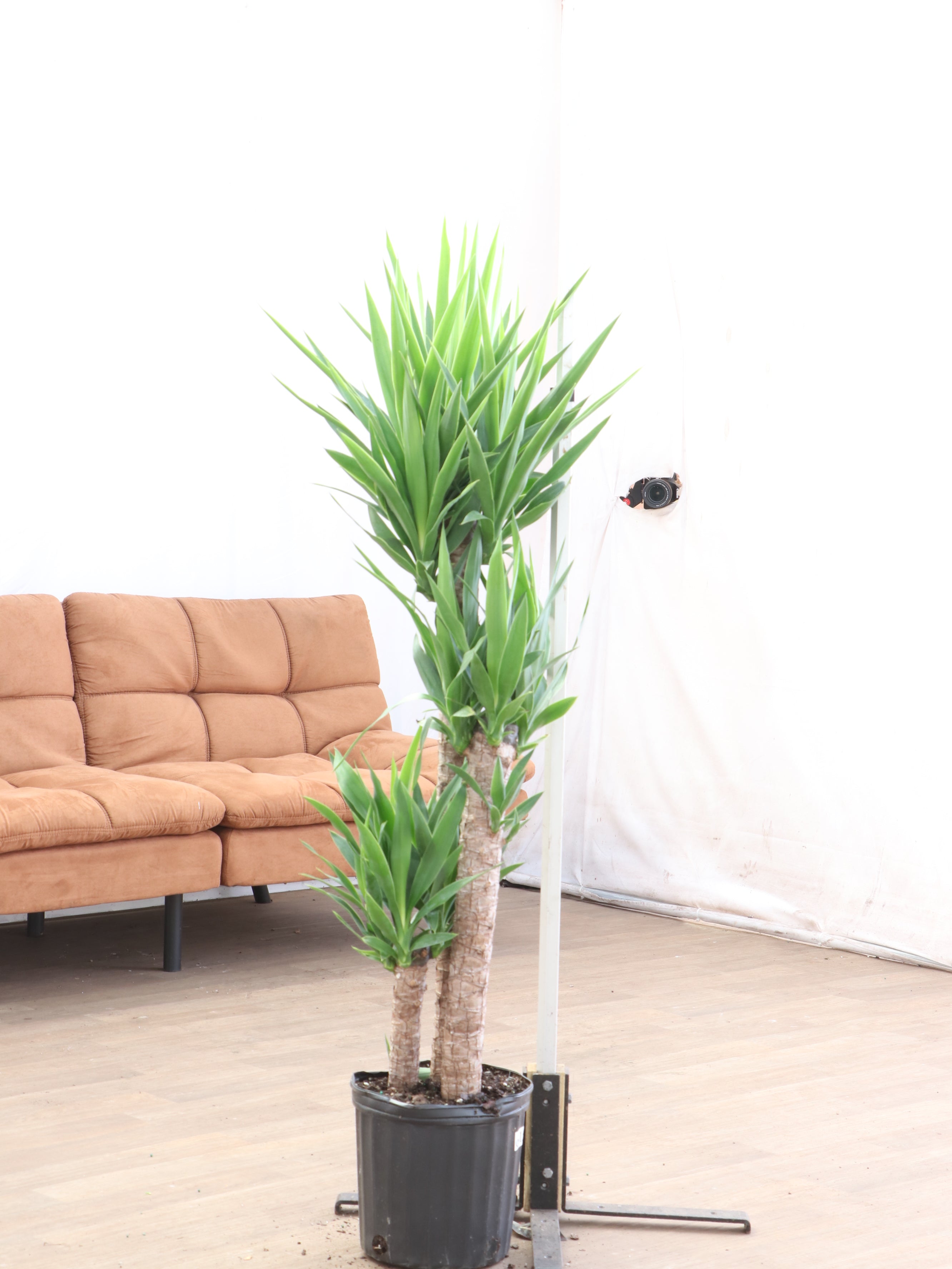 3-5 FT Yucca Cane- NYC, NJ, CT, Boston, Providence, Washington DC
