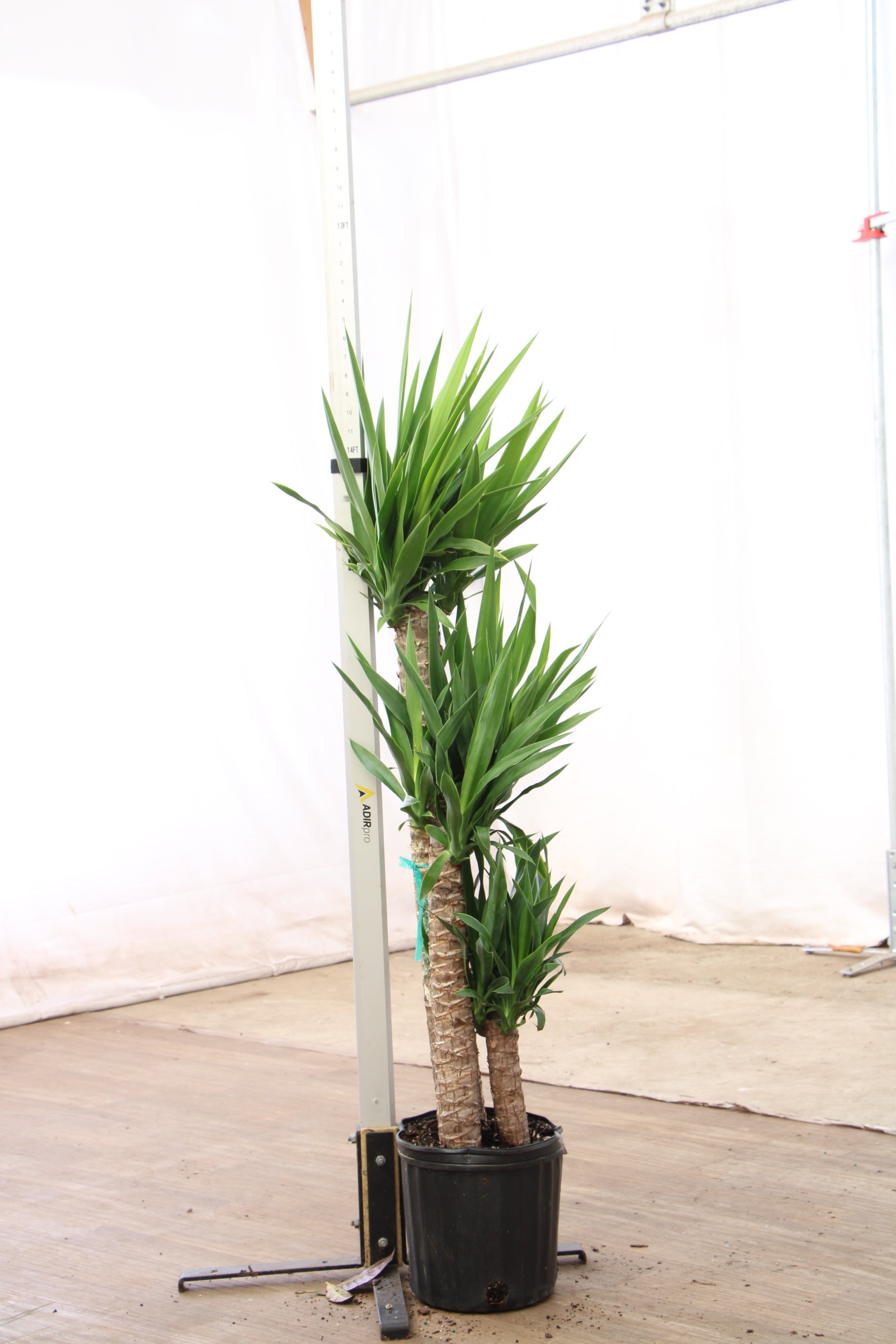 3-5 FT Yucca Cane- NYC, NJ, CT, Boston, Providence, Washington DC