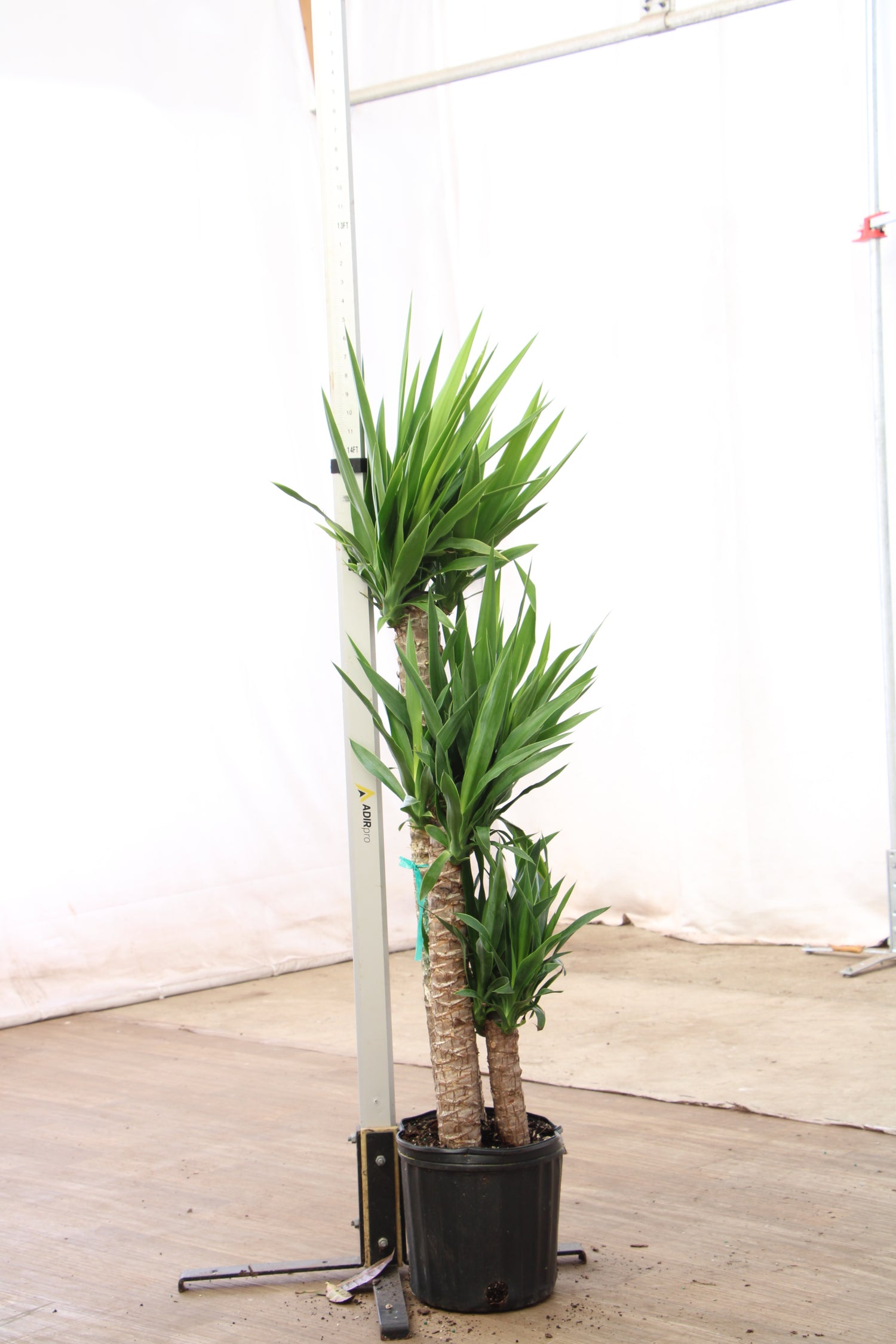 yucca cane plant light requirements Large Yucca Cane