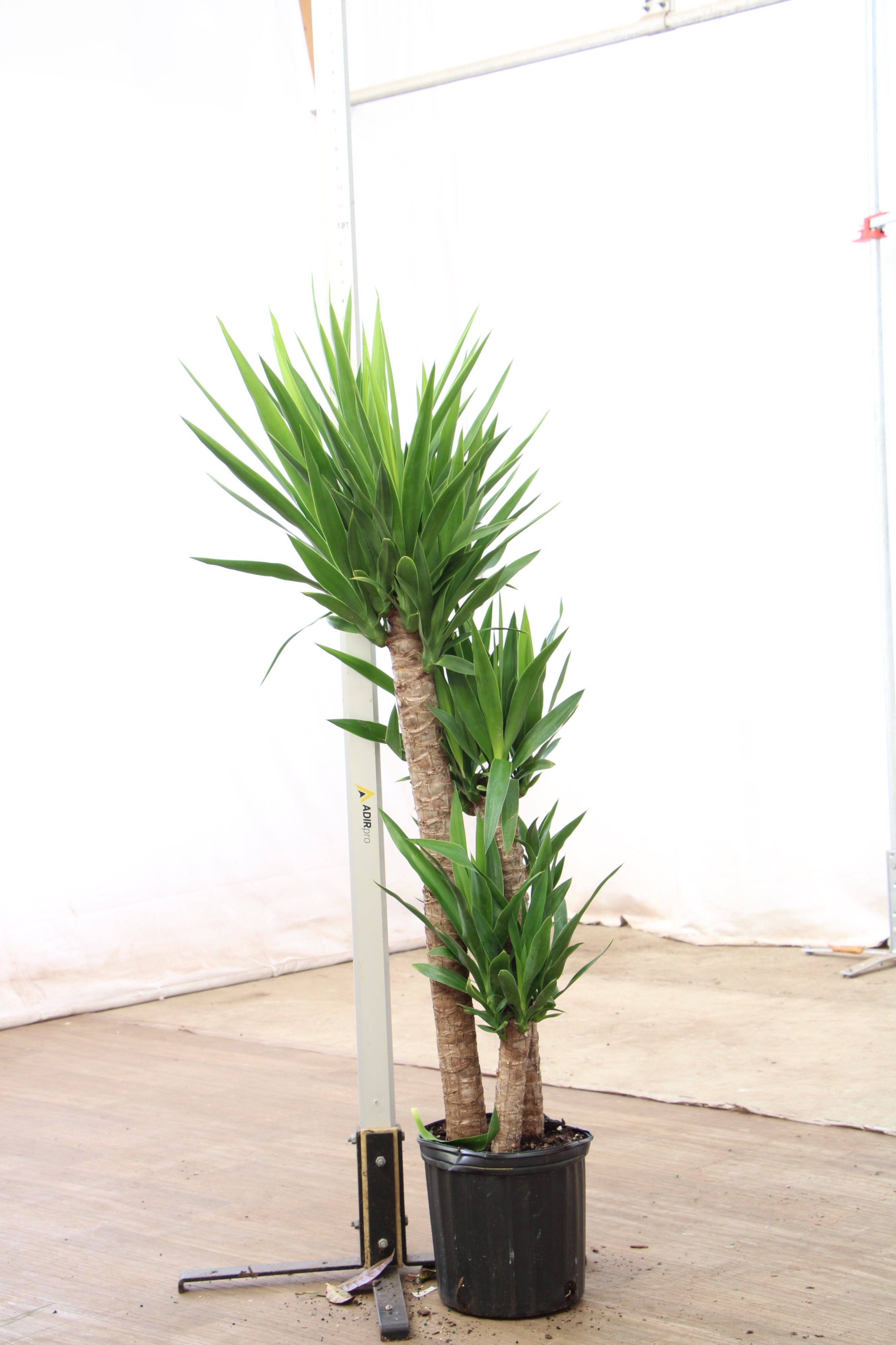 Buy Large Yucca Cane Online | Large Indoor Plant | Dahing Plants