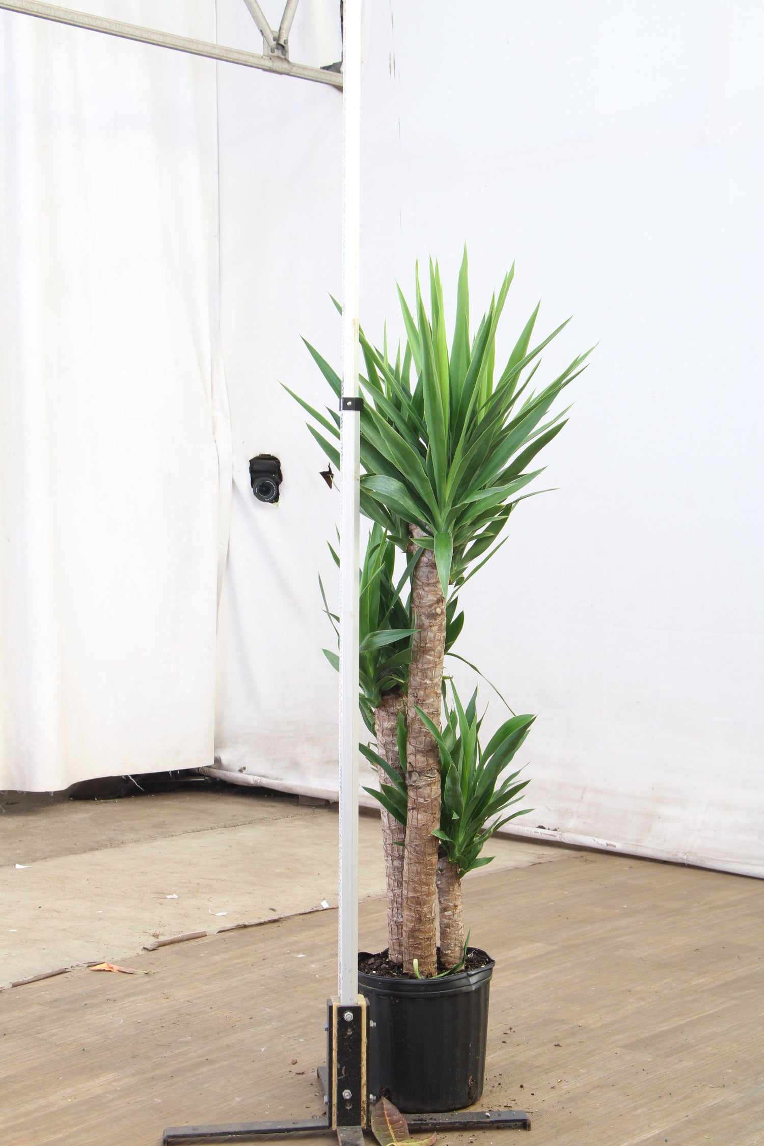 yucca cane full grown Buy Large Yucca Cane Online | Large Indoor Plant