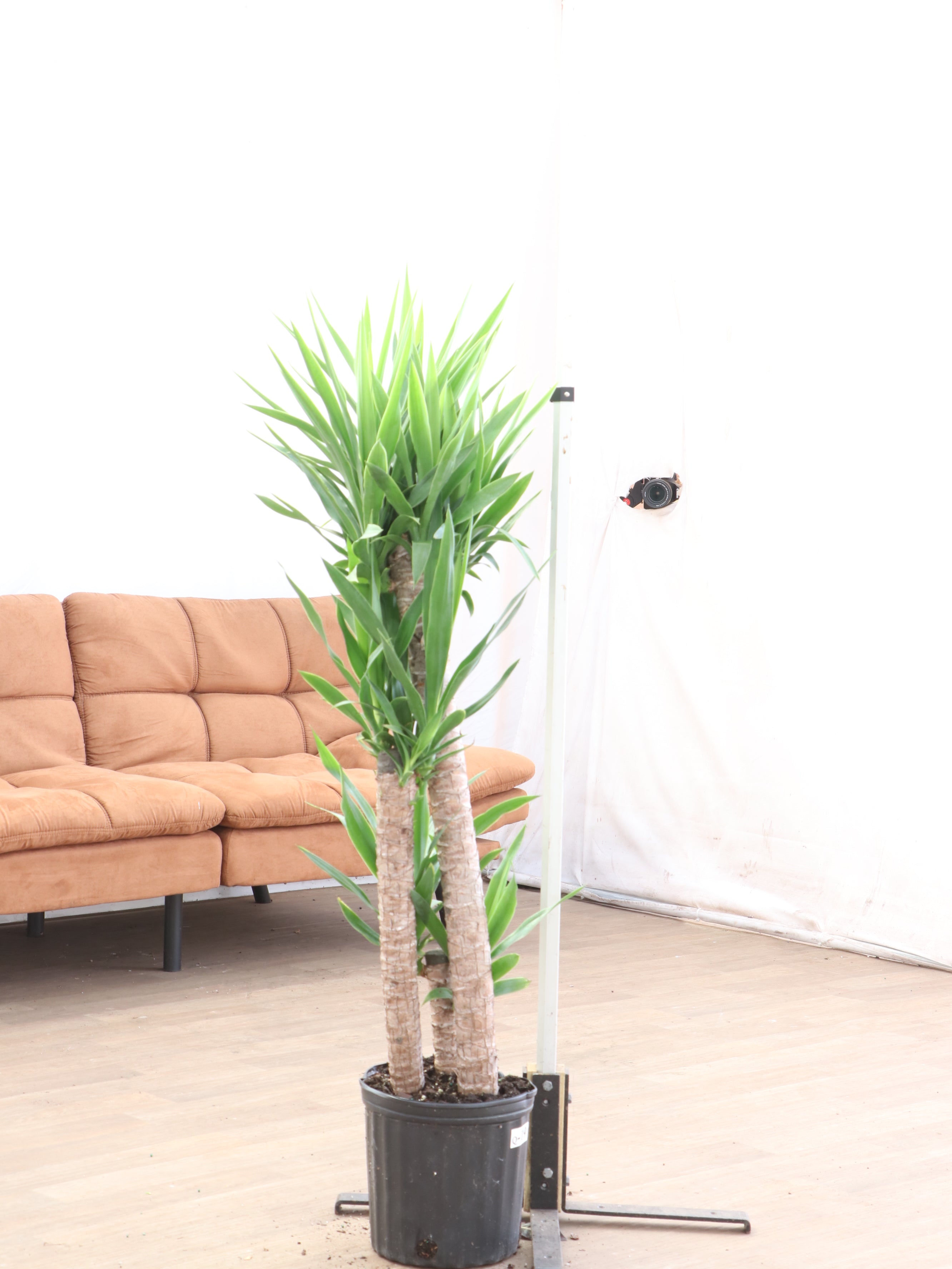 3-5 FT Yucca Cane- NYC, NJ, CT, Boston, Providence, Washington DC