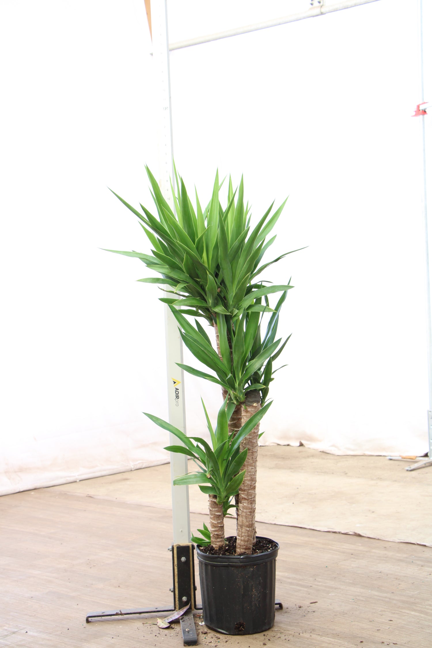 caring for a yucca plant indoors Buy Large Yucca Cane Online | Large Indoor Plant