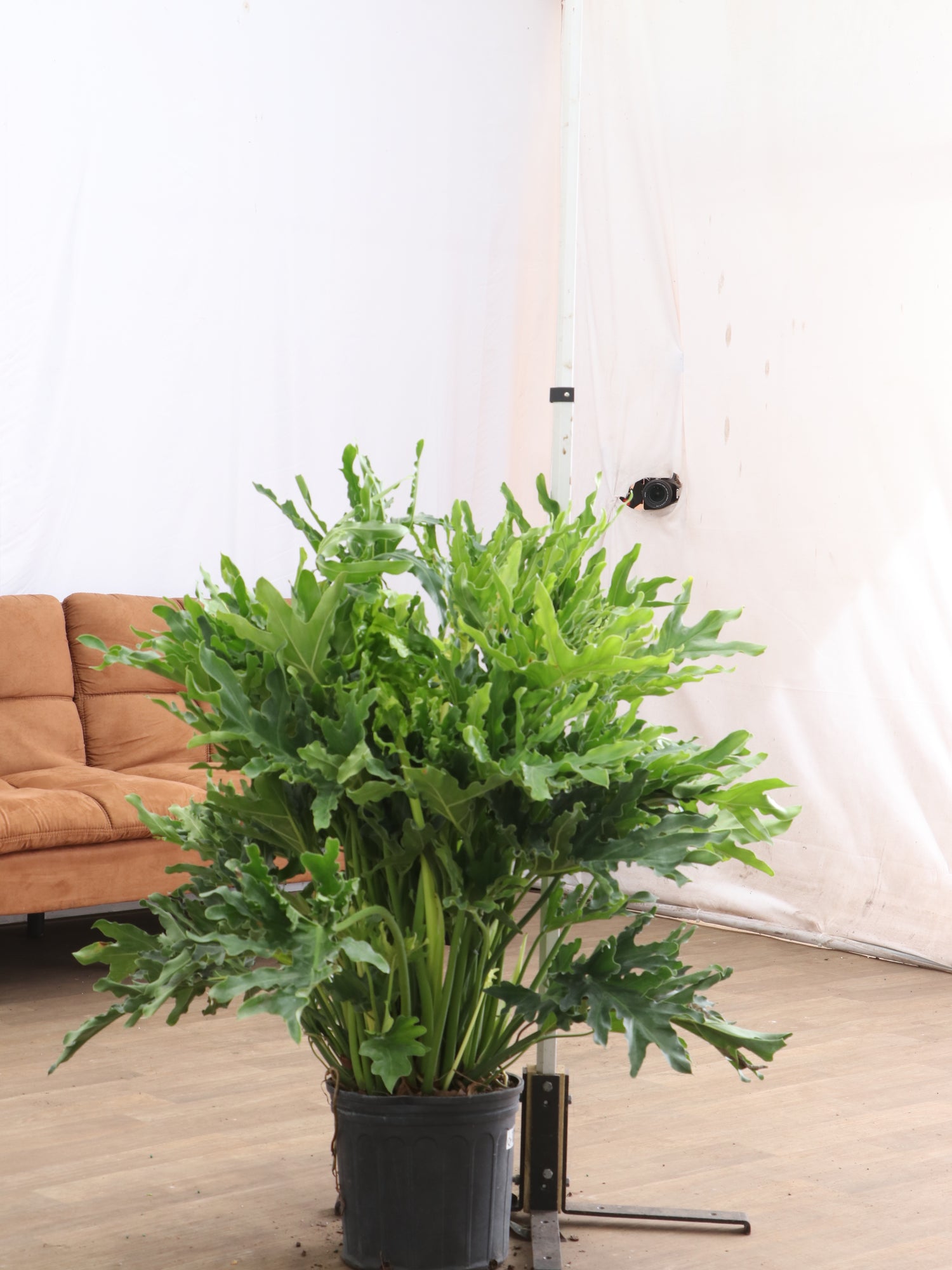 large potted philodendron Buy Philodendron 'Selloum' Online | Large Indoor Plant