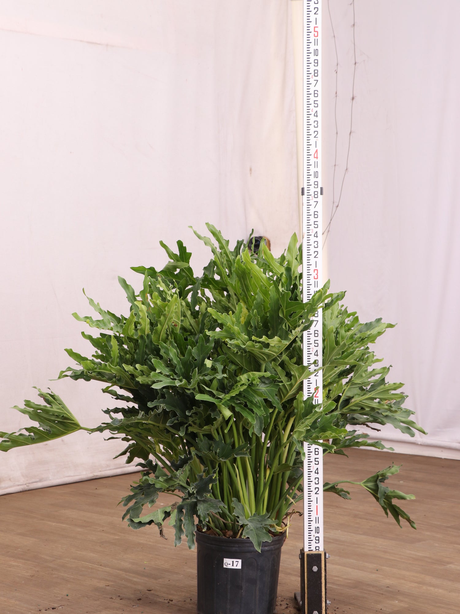 15788 philodendron circle delray beach fl 3-5 FT Philodendron Selloum | NYC/NJ Delivery