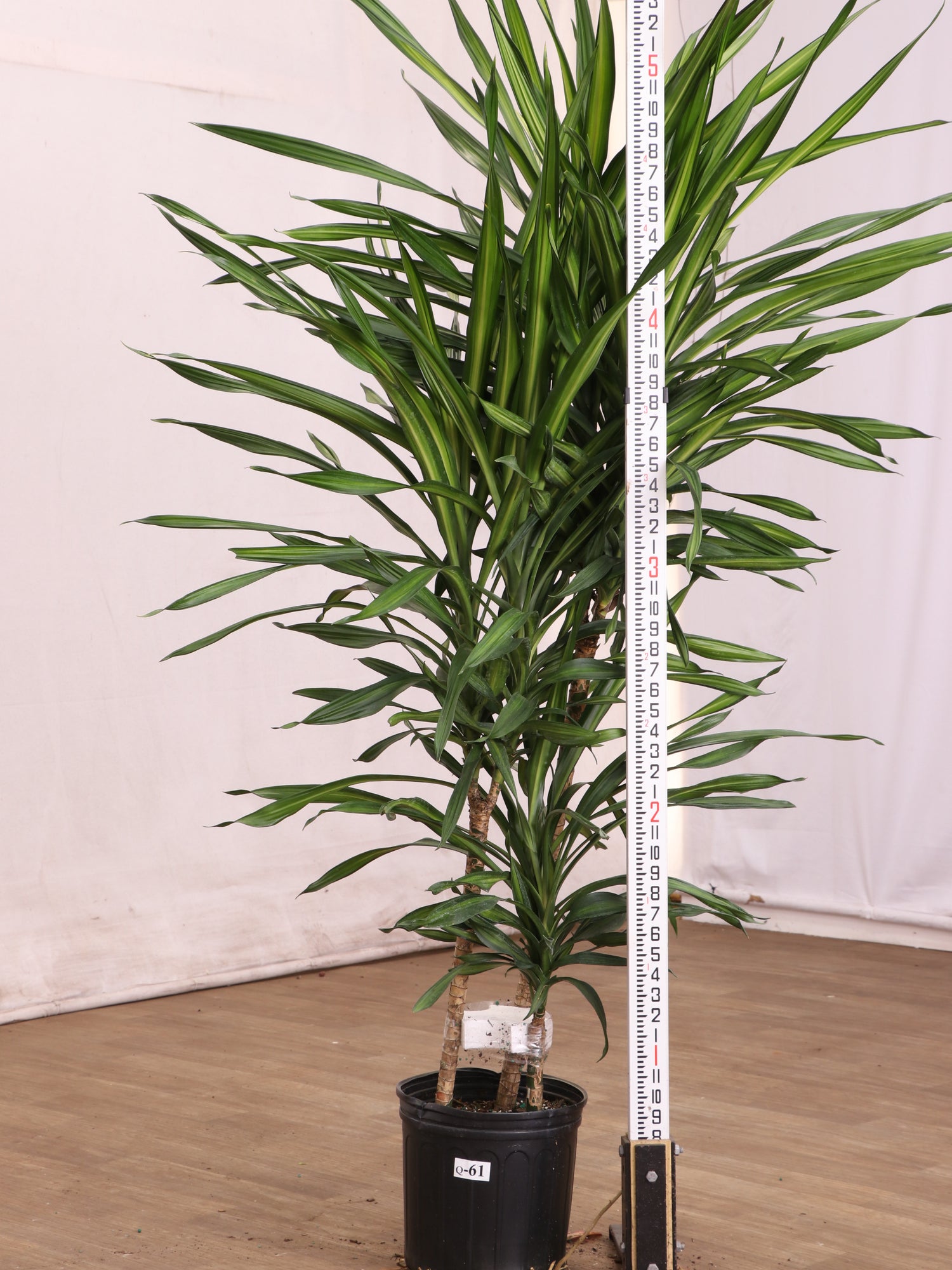 Large Dracaena Fragrans ‘Rikki’