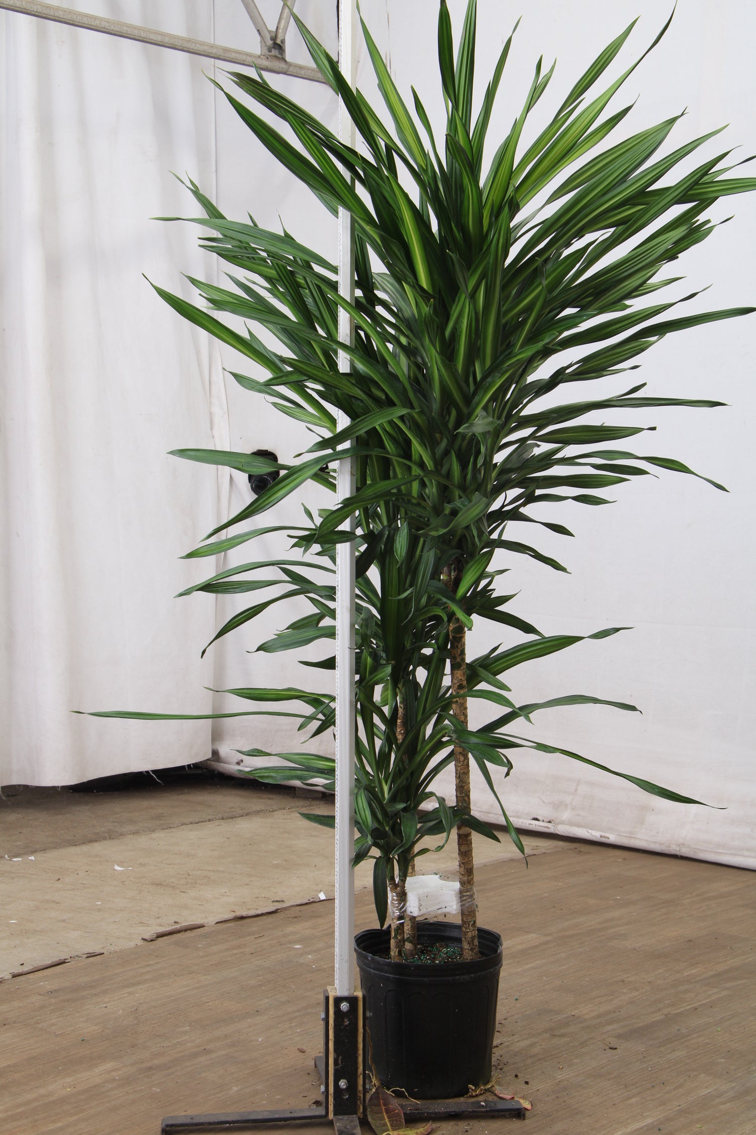 dracaena fragrans pot size Large Dracaena Fragrans ‘Rikki’