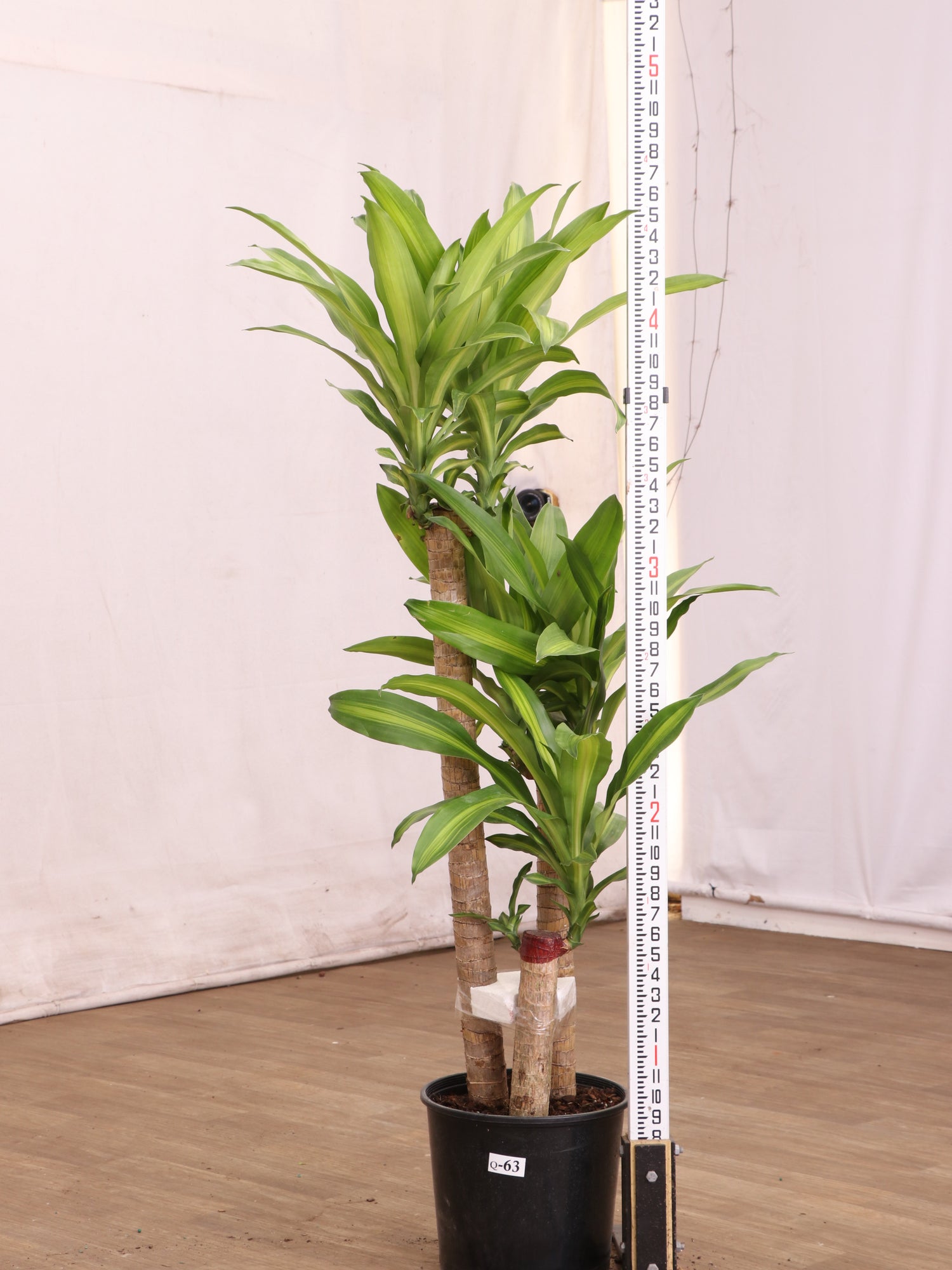 3-5 FT Mass Cane | Exclusive for NYC, NJ, CT, Boston, Providence,  Washington DC, Baltimore, Philadelphia, Princeton, Long Island, and Upstate  NY