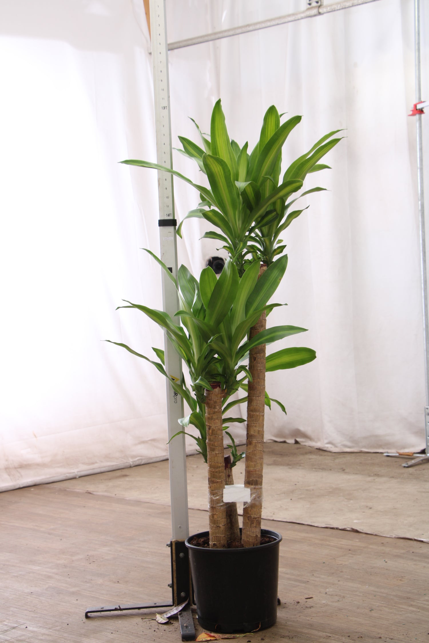 tall slender indoor plants Buy Large Mass Cane Online | Large Indoor Plant