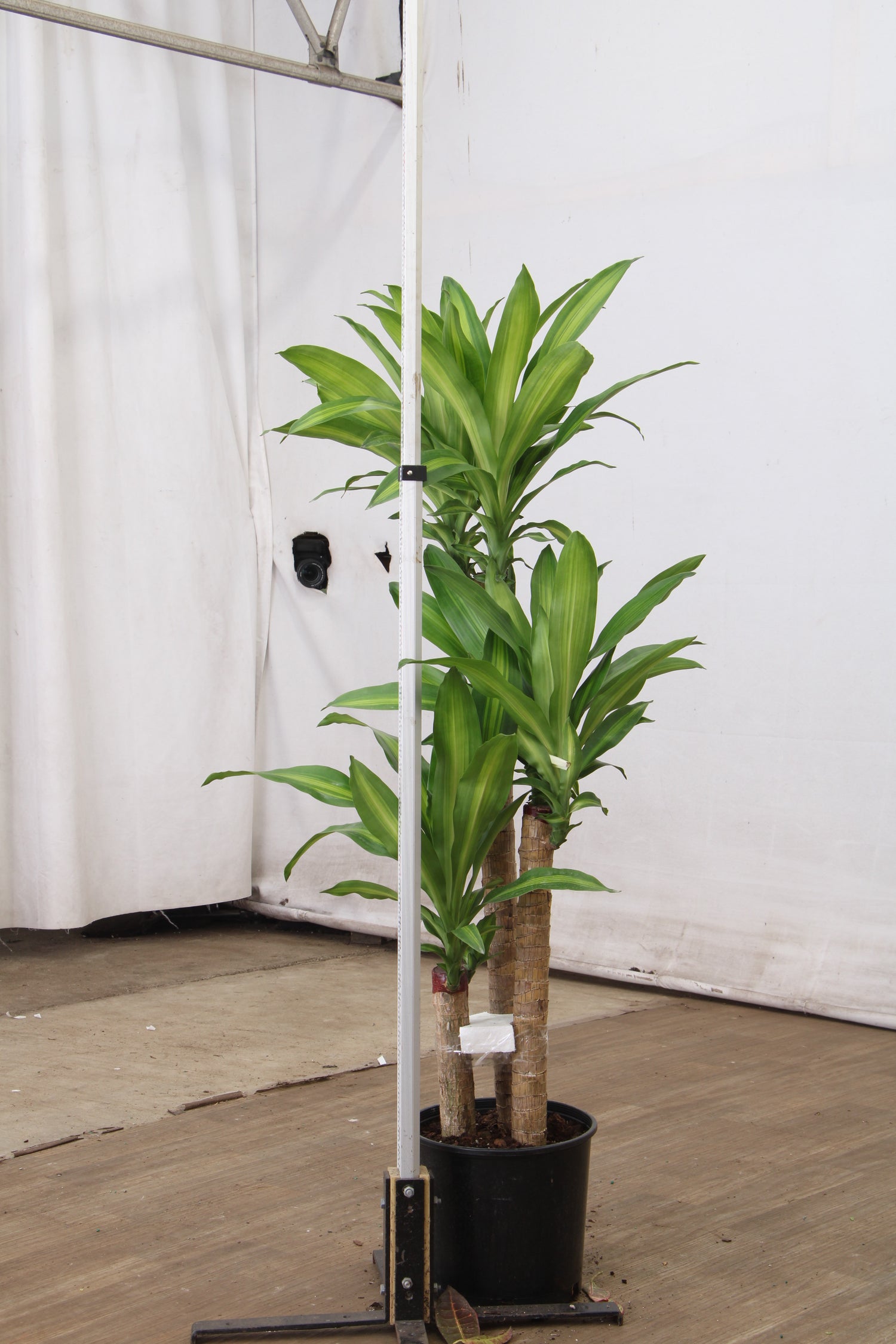 3-5 FT Mass Cane | Exclusive for NYC, NJ, CT, Boston, Providence,  Washington DC, Baltimore, Philadelphia, Princeton, Long Island, and Upstate  NY