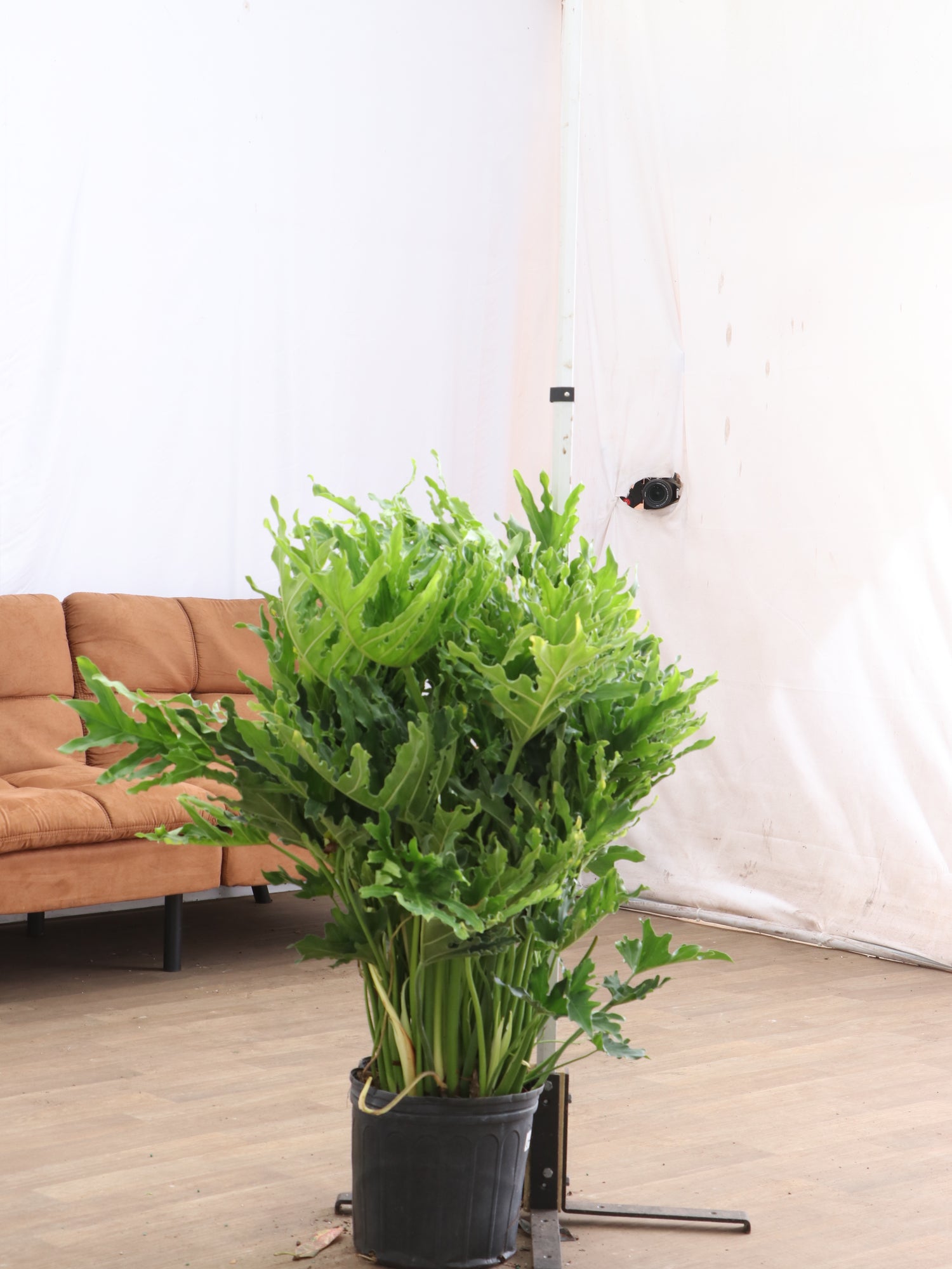 large philodendron for sale Buy Philodendron 'Selloum' Online | Large Indoor Plant