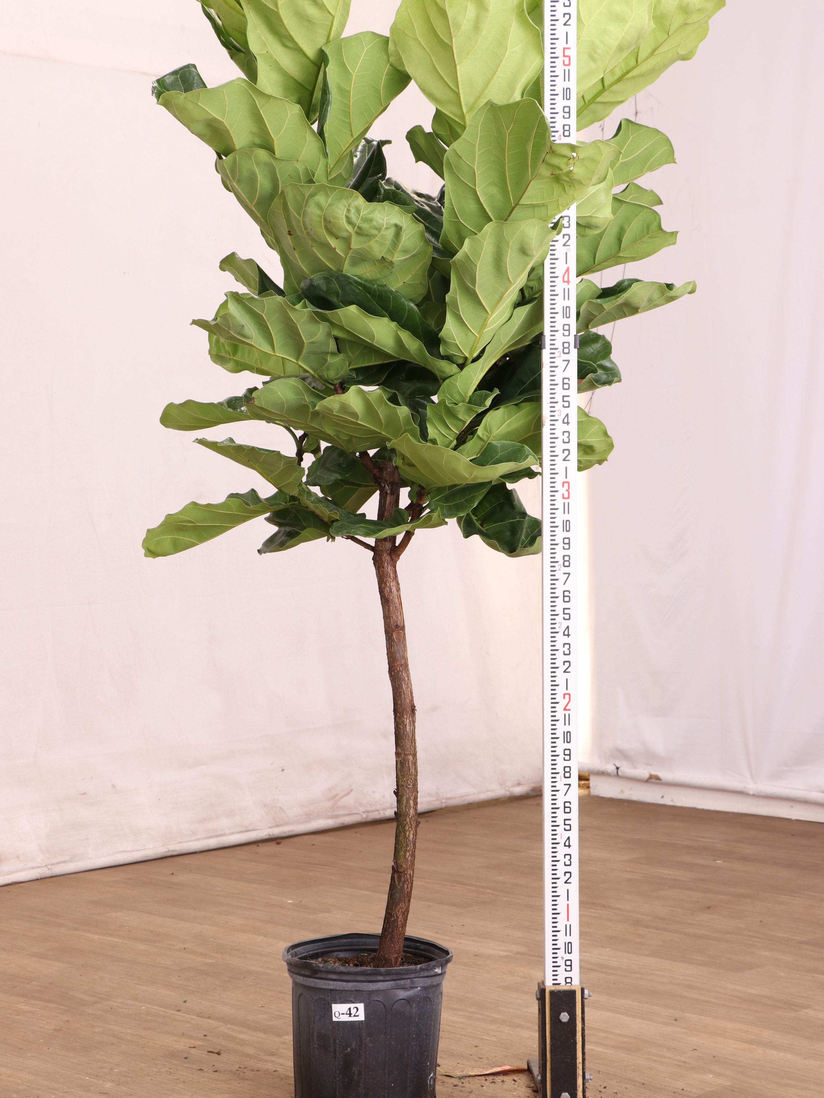 Dahing Plants Fiddle Leaf Fig - Thumbnail 4
