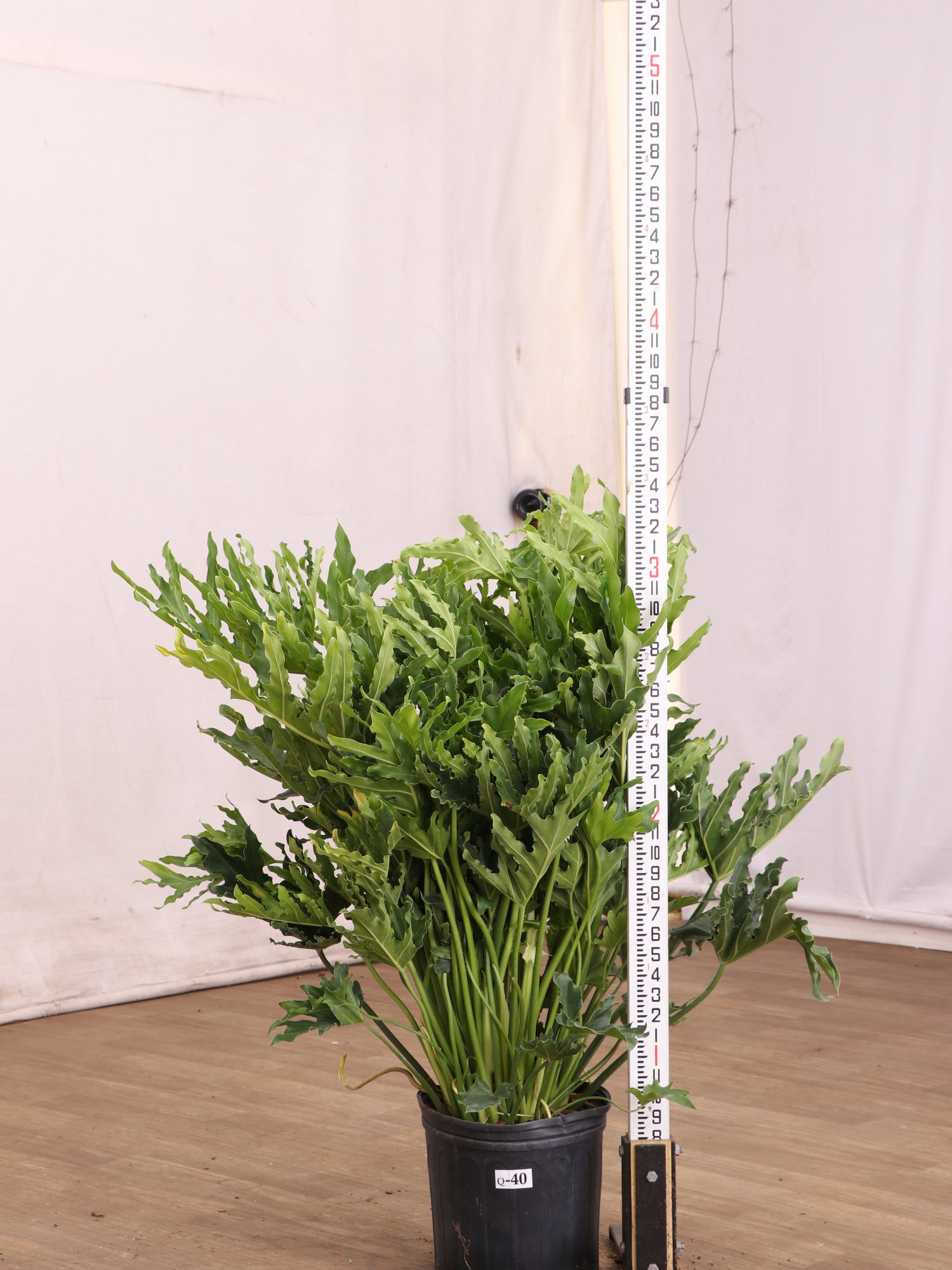 Large Philodendron 'Selloum'