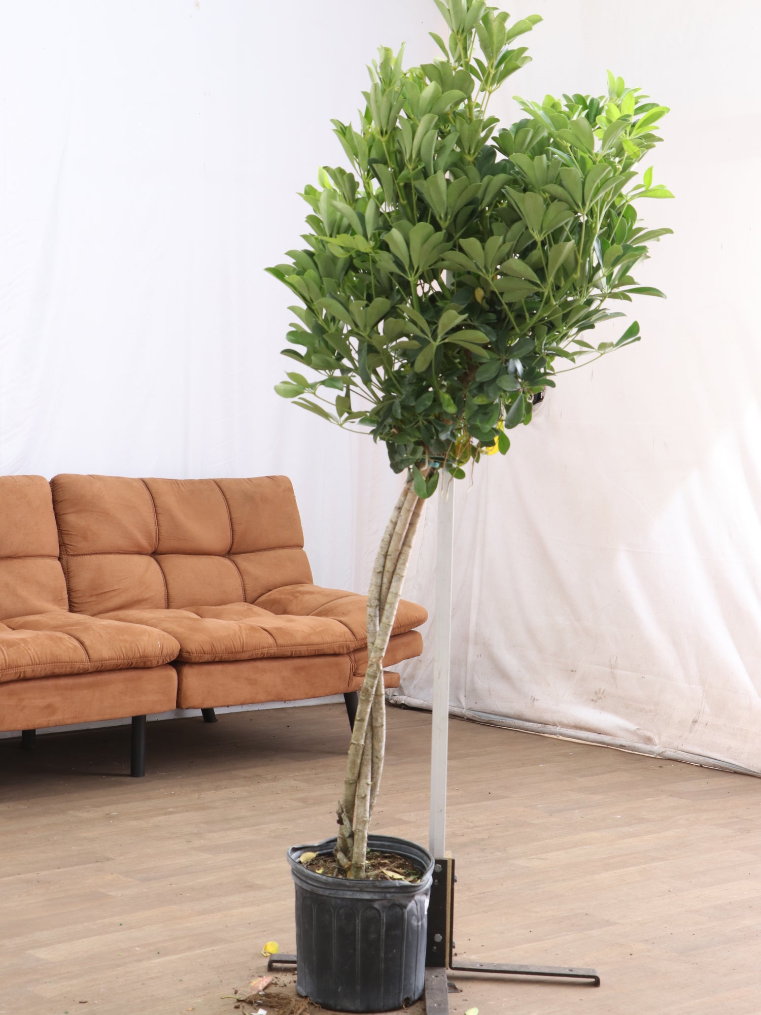 3-5 FT Schefflera 'Arboricola' – Dahing Plants
