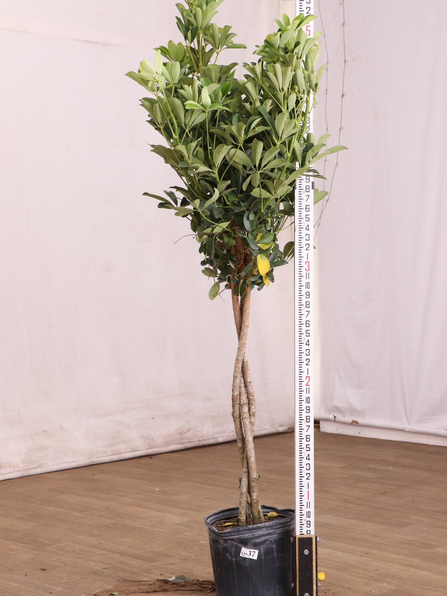 schefflera arboricola standard Schefflera Arboricola Indigo