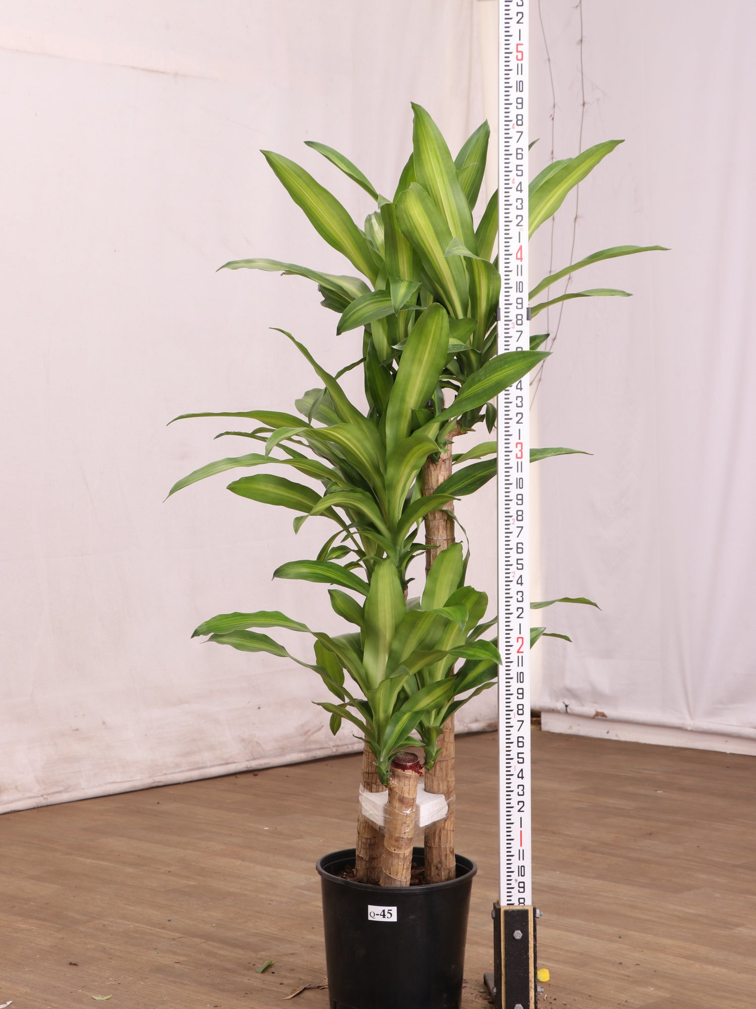 fancy dracaena mass cane Buy Large Mass Cane Online | Large Indoor Plant