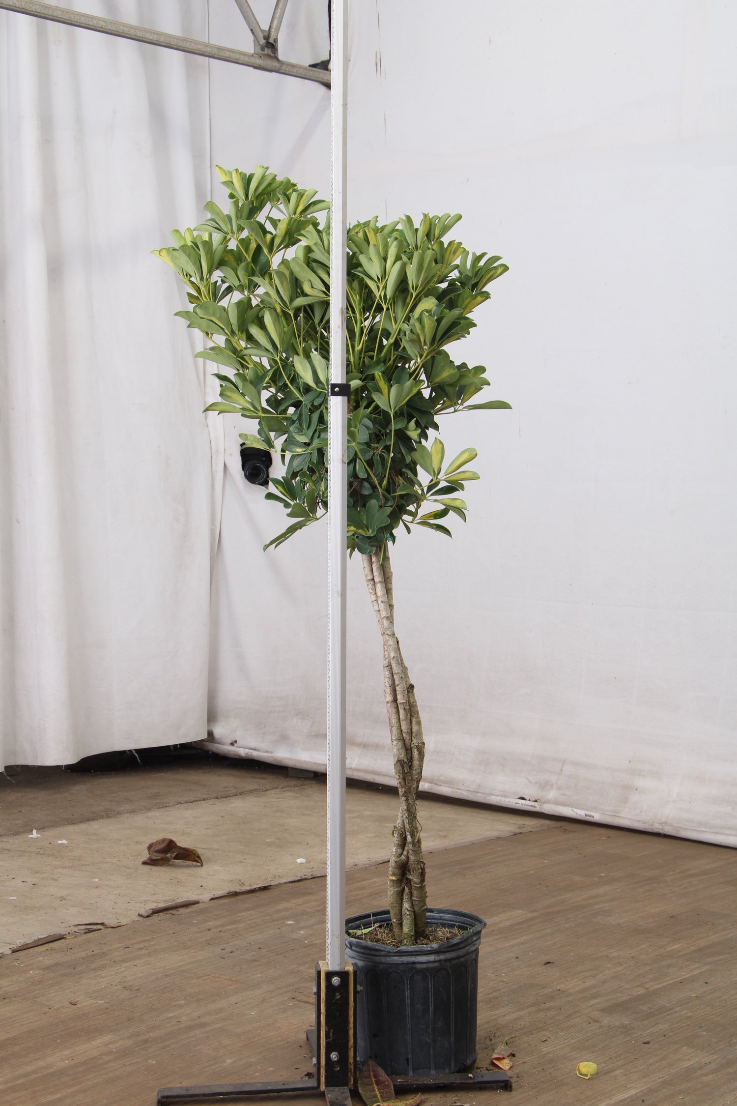 24in box schefflera arboricola Schefflera Arboricola Indigo