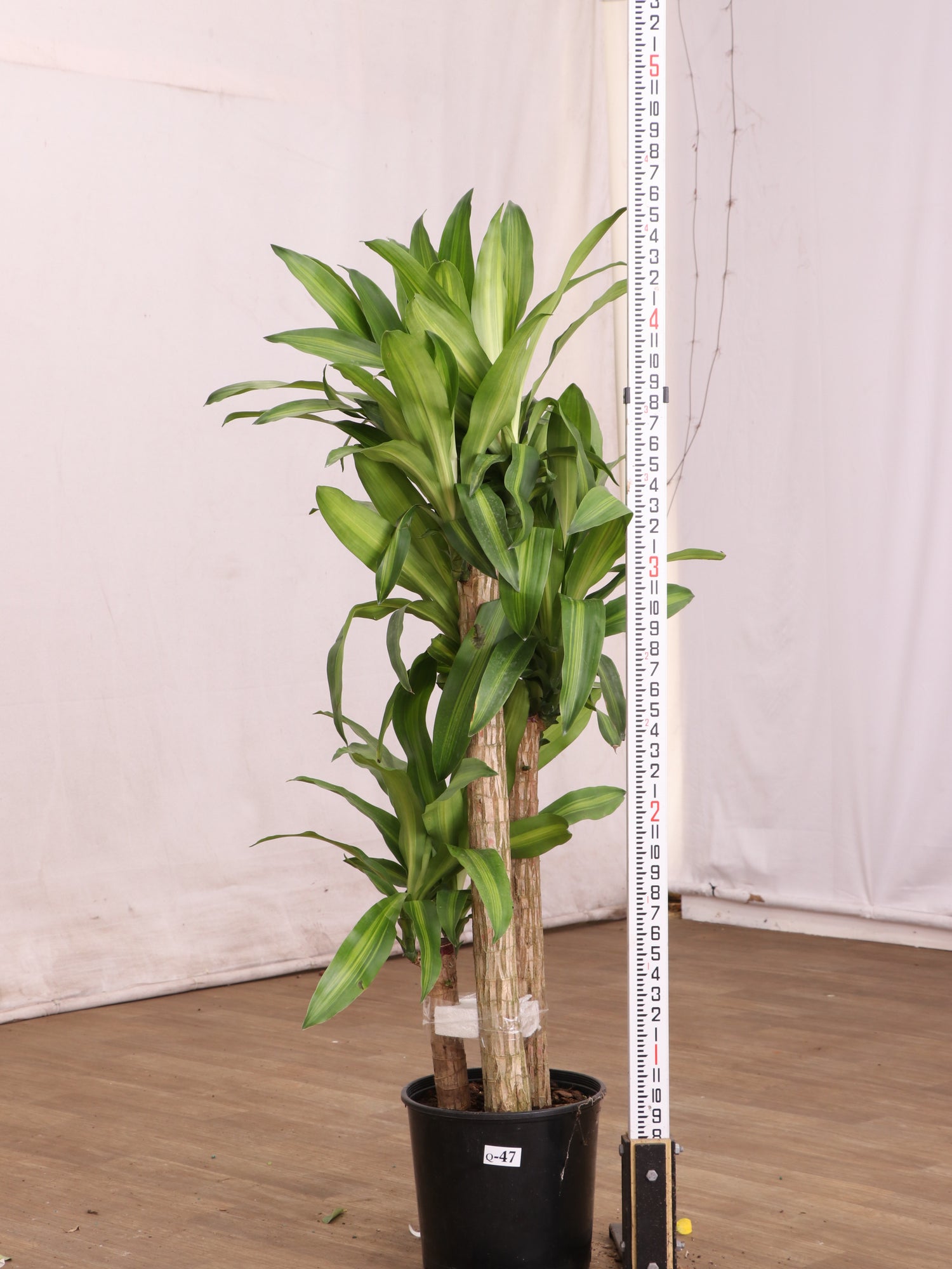 mass cane plant air purifier Buy Large Mass Cane Online | Large Indoor Plant