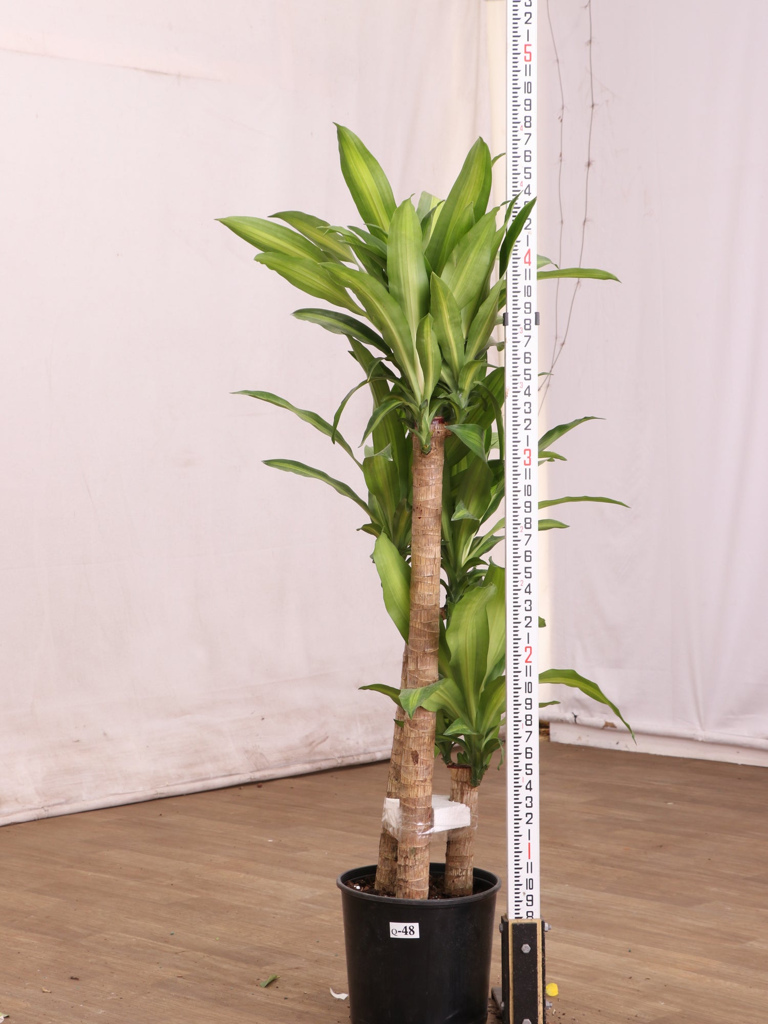 3-5 FT Mass Cane | Exclusive for NYC, NJ, CT, Boston, Providence,  Washington DC, Baltimore, Philadelphia, Princeton, Long Island, and Upstate  NY