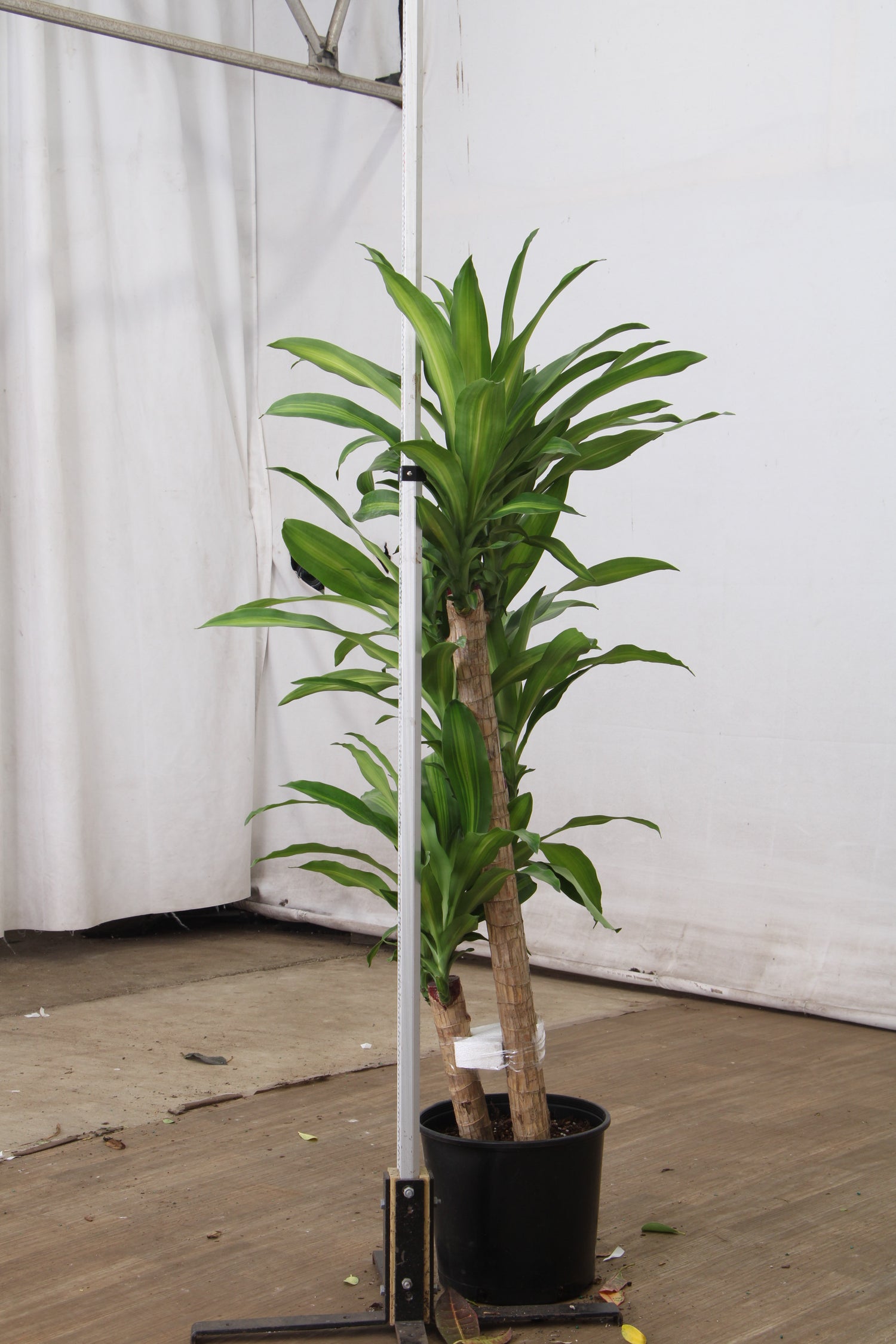 happy plant - dracaena fragrans massangeana Buy Large Mass Cane Online | Large Indoor Plant