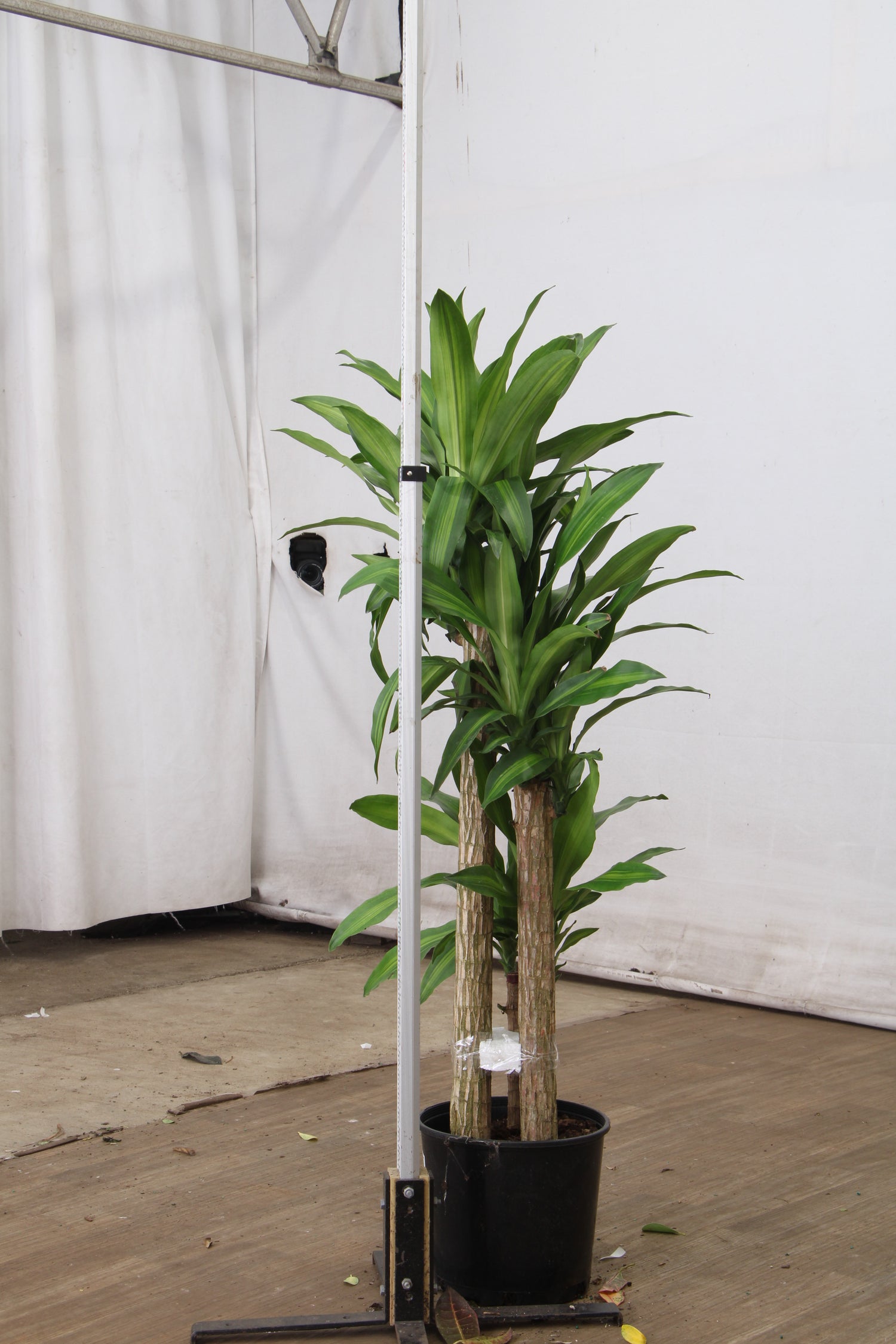 dracaena mass cane height Buy Large Mass Cane Online | Large Indoor Plant