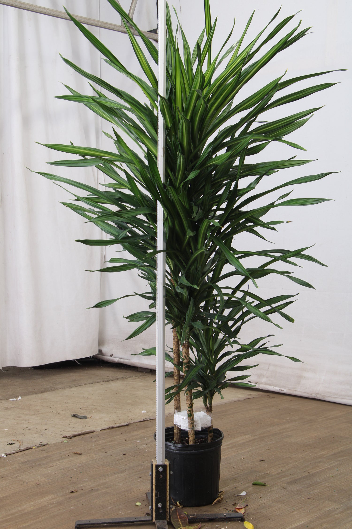 Large Dracaena Fragrans ‘Rikki’