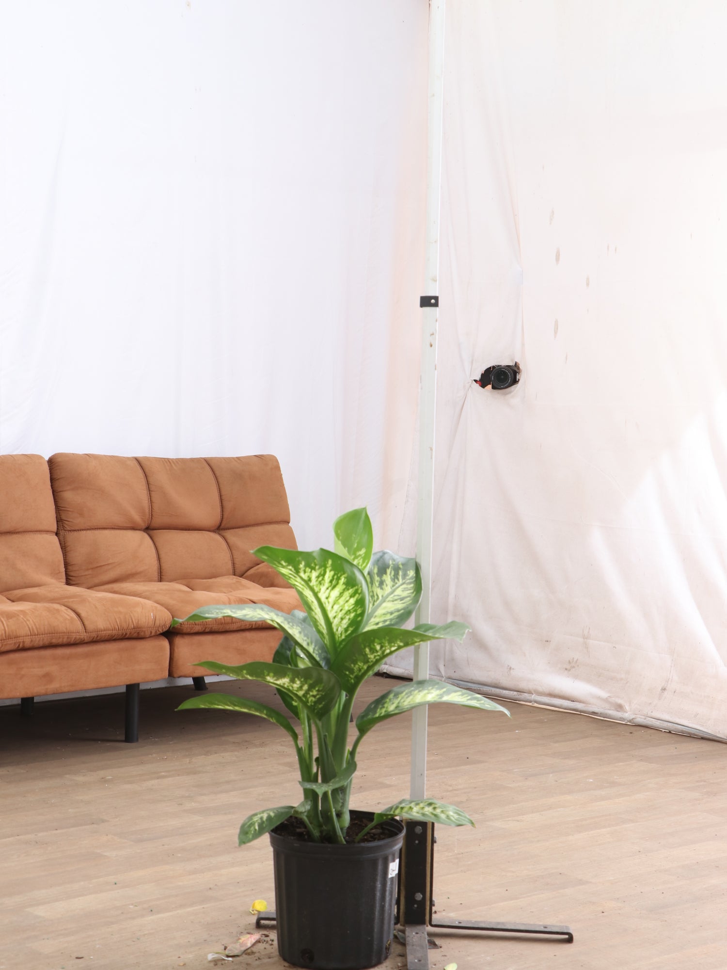 large dieffenbachia for sale Large Dieffenbachia 'Tropic Snow'