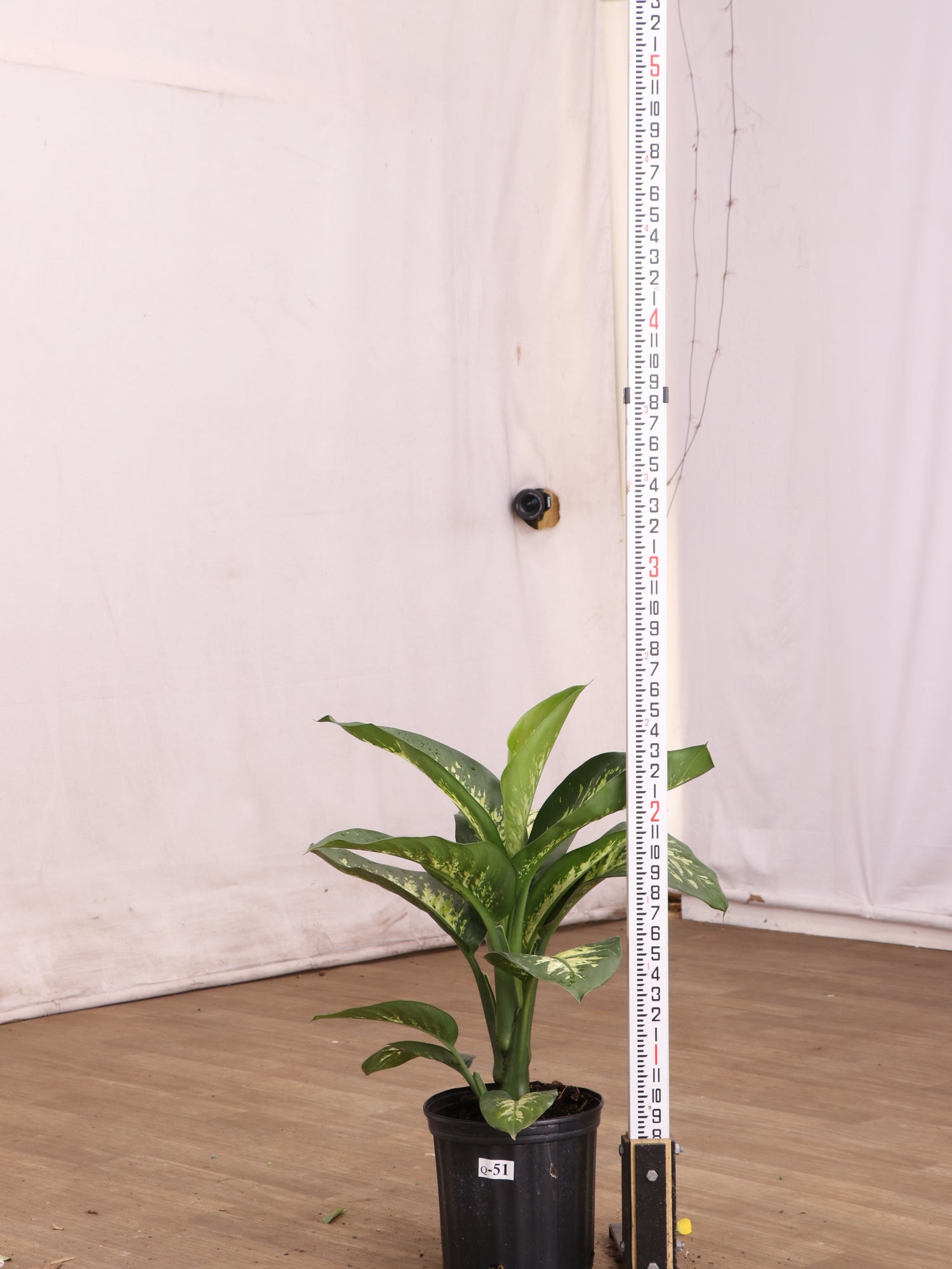dieffenbachia houseplant with curvy trunk Large Dieffenbachia 'Tropic Snow'