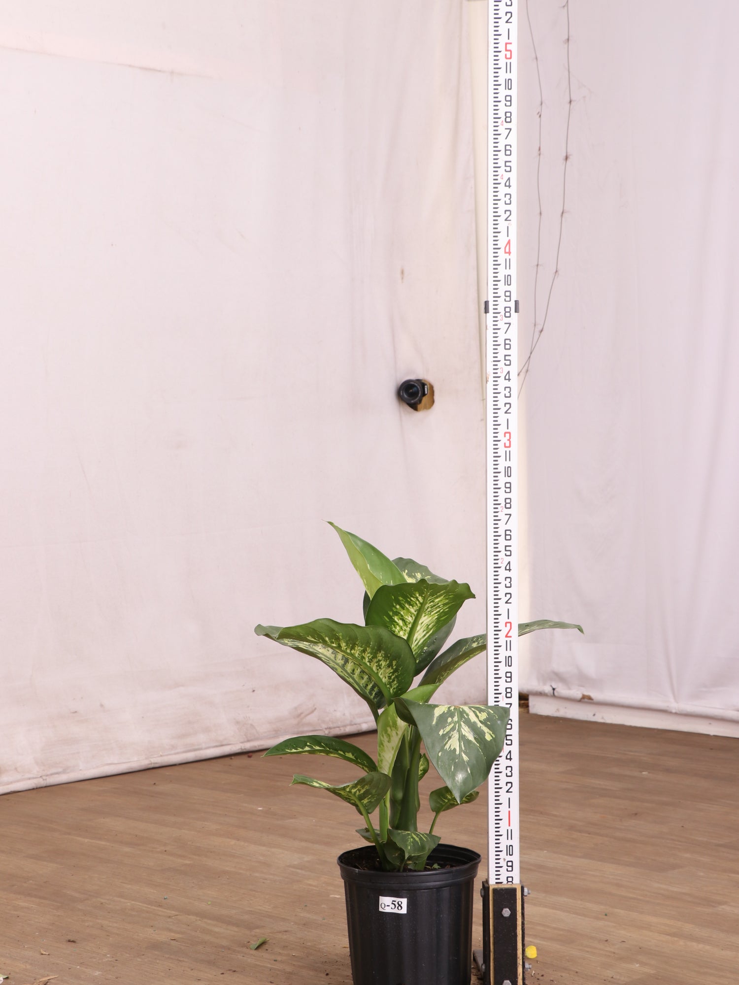 dieffenbachia black sea Large Dieffenbachia 'Tropic Snow'