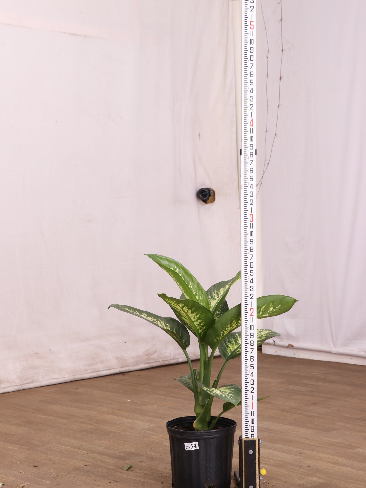 tall dieffenbachia plant Buy Dieffenbachia 'Tropic Snow' Online | Large Indoor Plant