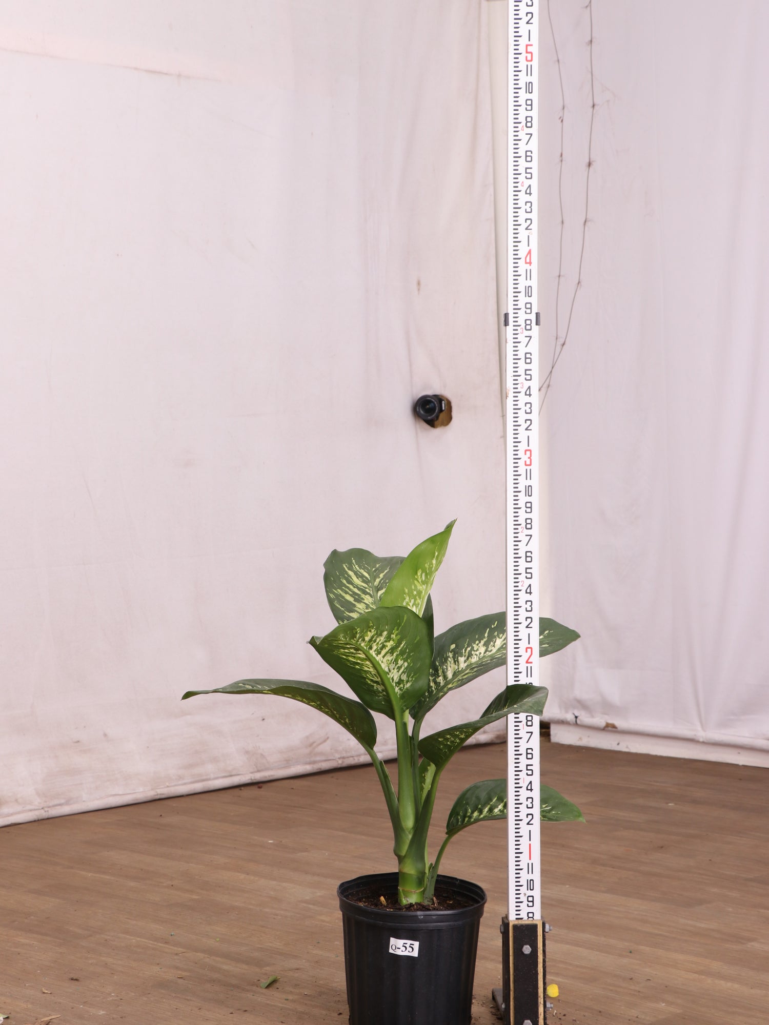 dieffenbachia tropic snow plant care Buy Dieffenbachia 'Tropic Snow' Online | Large Indoor Plant
