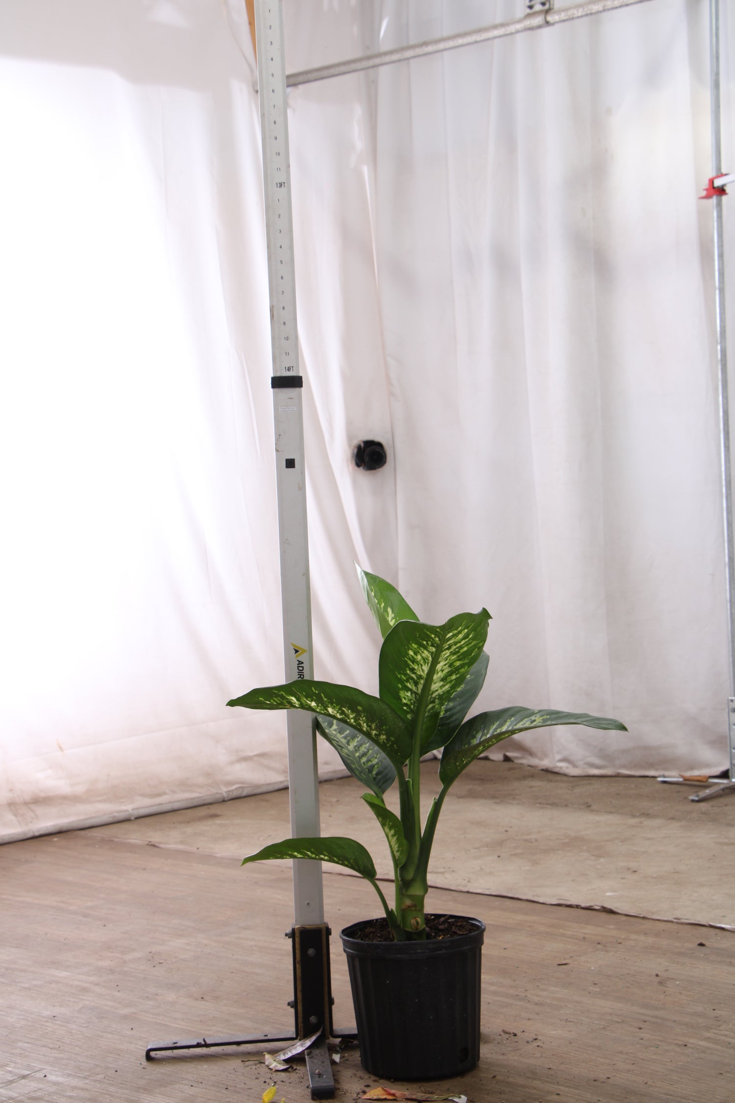 dieffenbachia huge Large Dieffenbachia 'Tropic Snow'