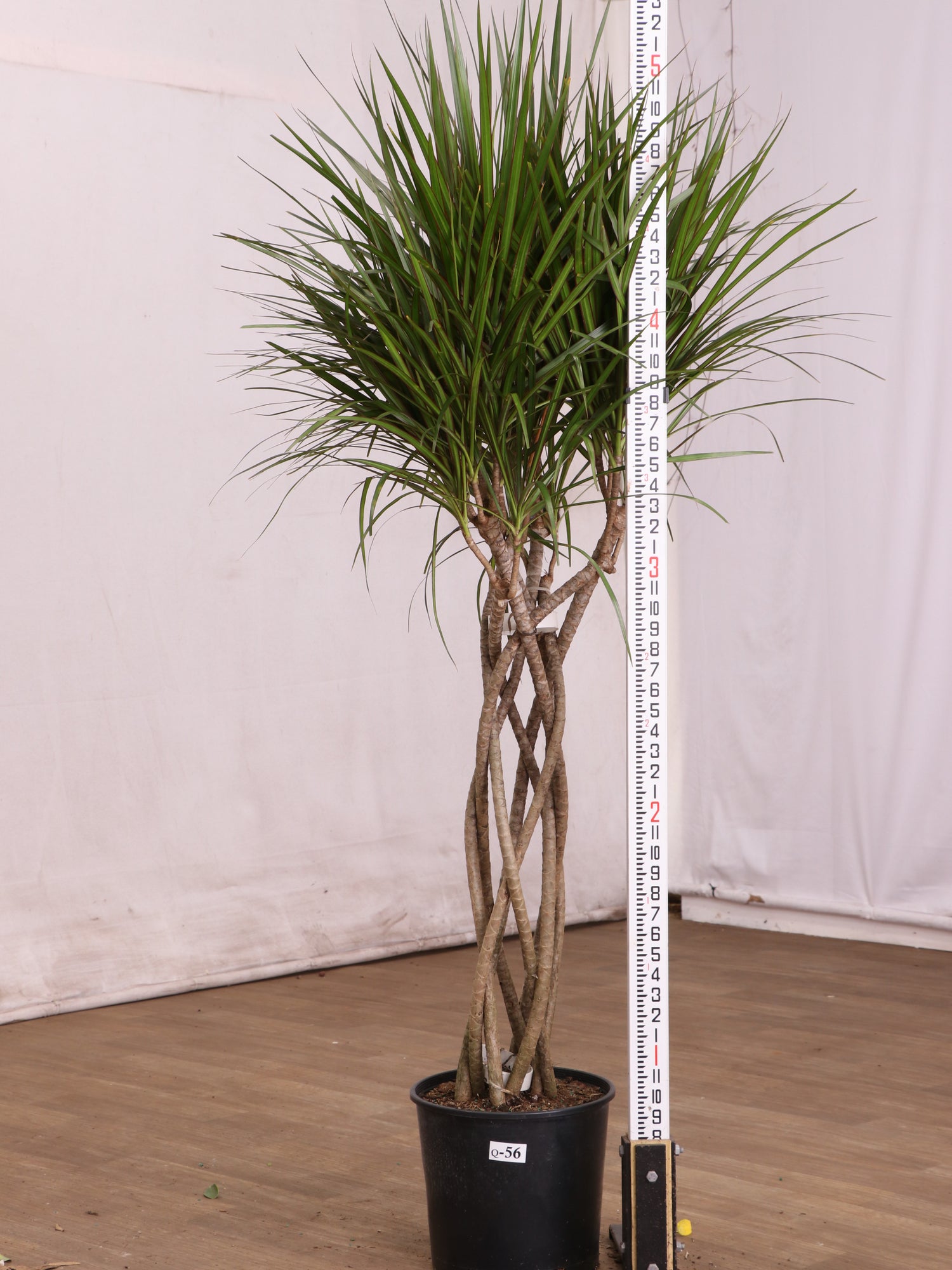 dracaena braids Large Dracaena Marginata (Braided)
