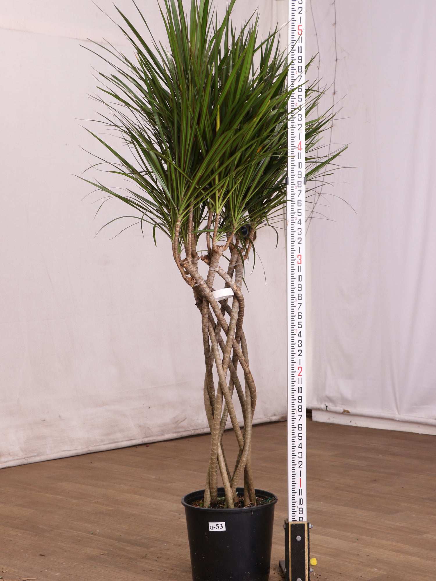 3-5 FT Dracaena Marginata (Braided)