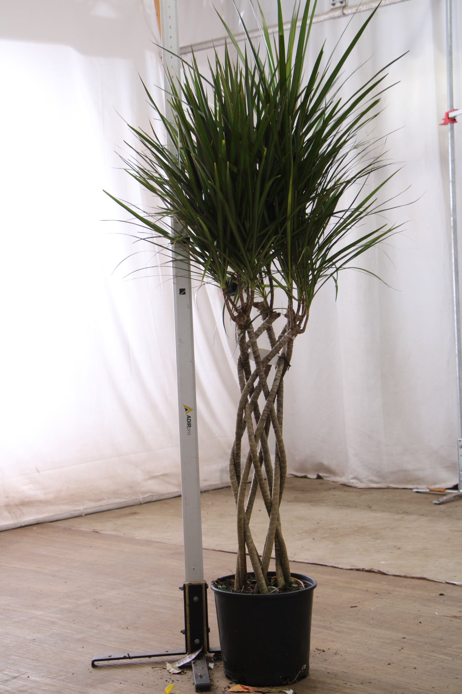 large dracaena marginata open weave Large Dracaena Marginata (Braided)